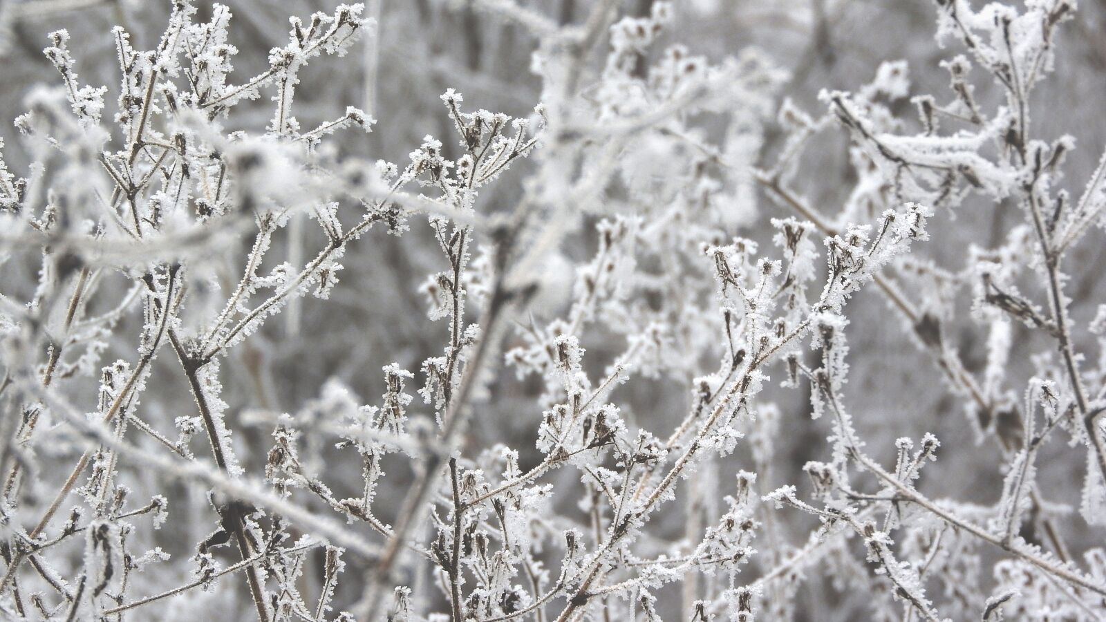 Nikon Coolpix P610 sample photo. Straws, frost, winter photography