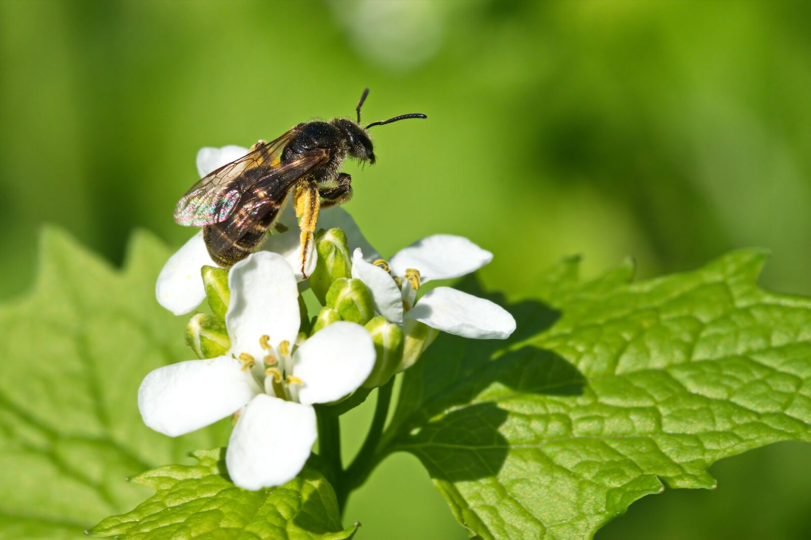 Nikon D5300 sample photo. Bee, sitting, flowers photography