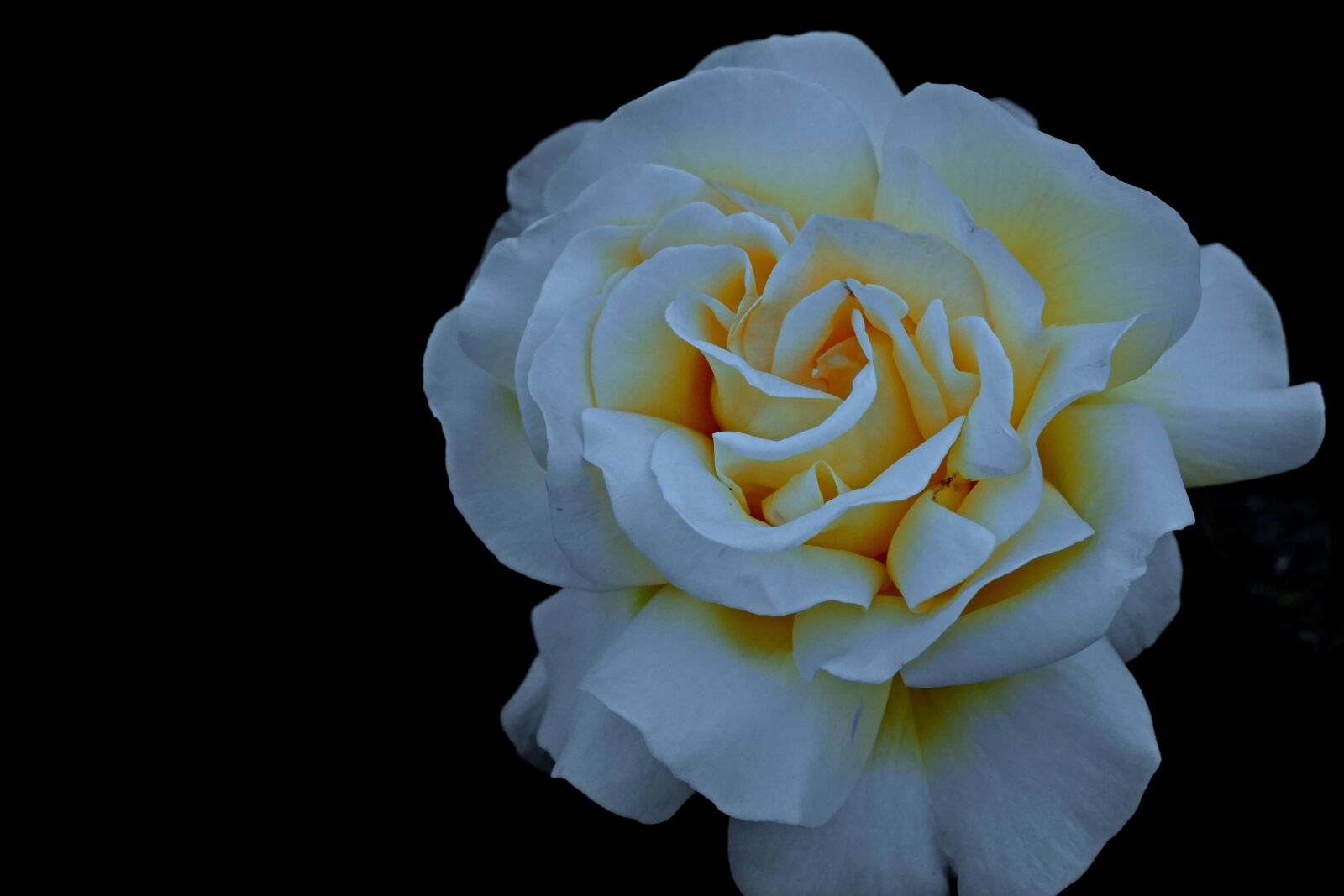 Panasonic Lumix DMC-FZ1000 sample photo. Rose, flower, garden photography