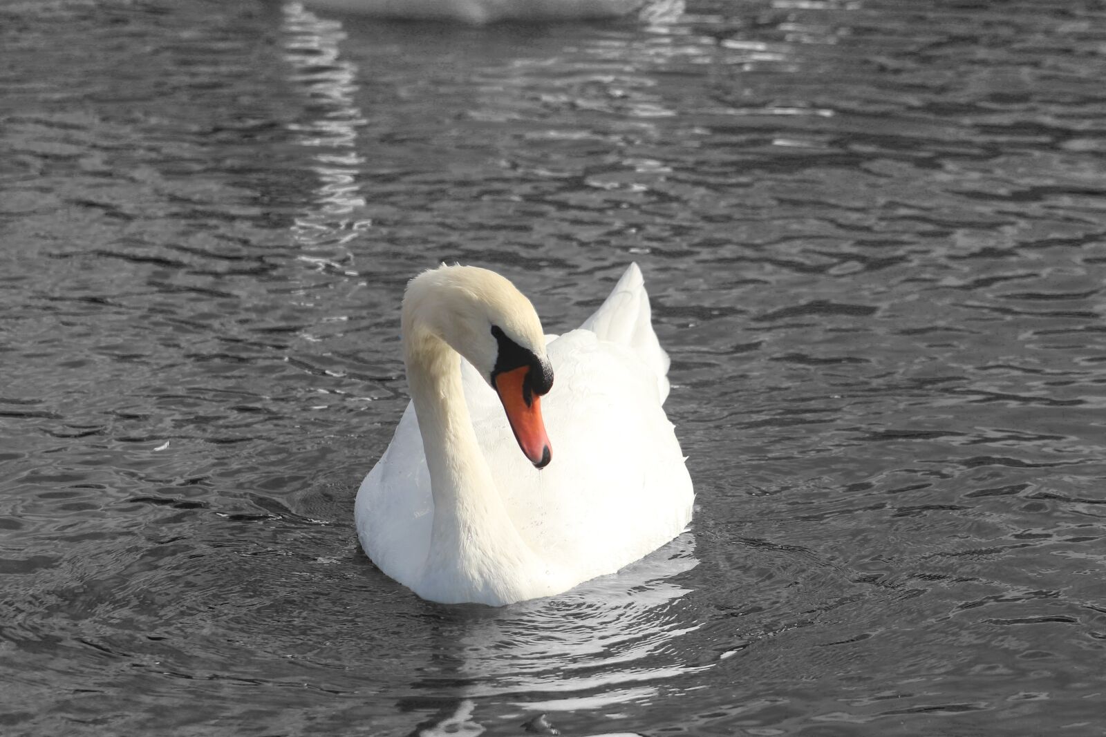 Canon EF75-300mm f/4-5.6 sample photo. Swan, black, white photography