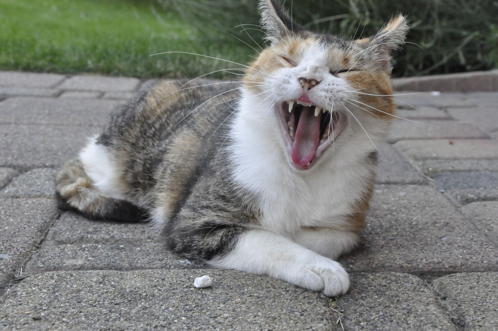 Nikon D90 sample photo. Animal animals, cute, pet photography
