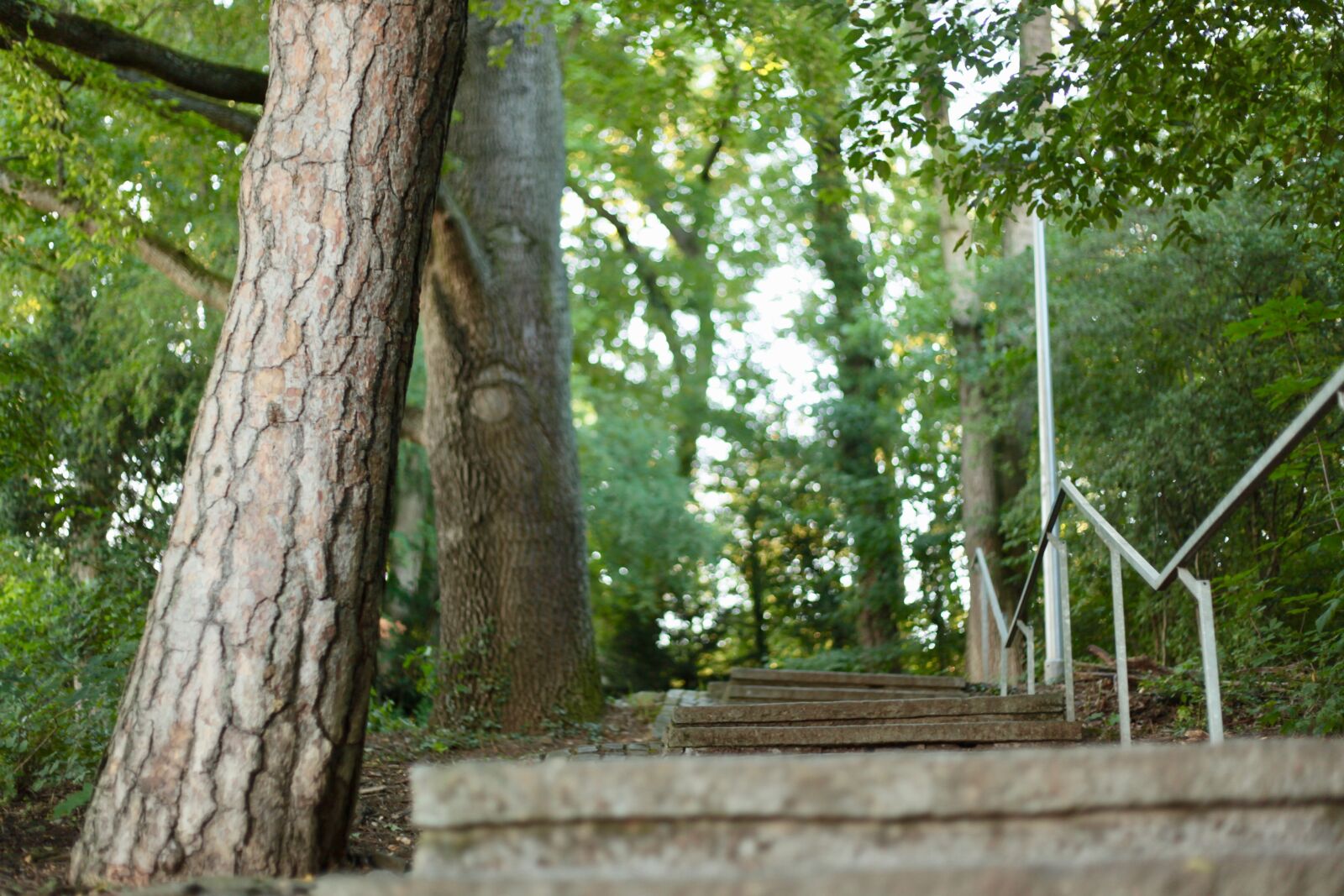 Canon EOS 5D Mark II sample photo. Gradually, forest, crooked photography