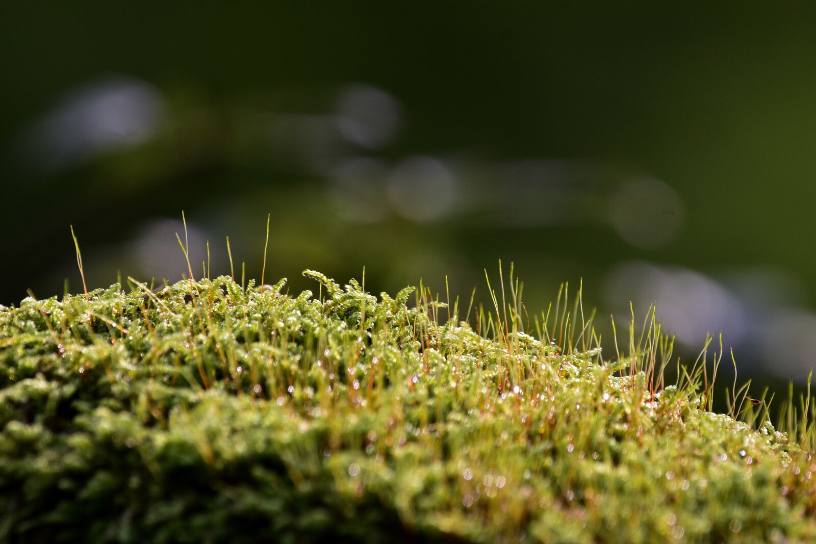 Nikon D3400 sample photo. Moss, nature, forest photography