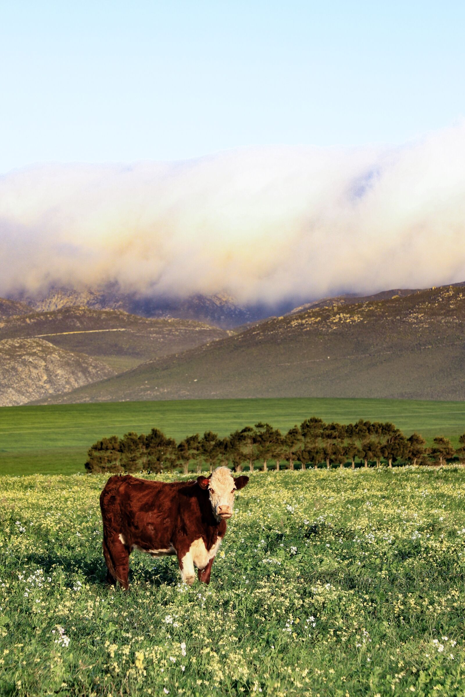 Canon EF 24-105mm F4L IS II USM sample photo. Landscape, nature, cow photography