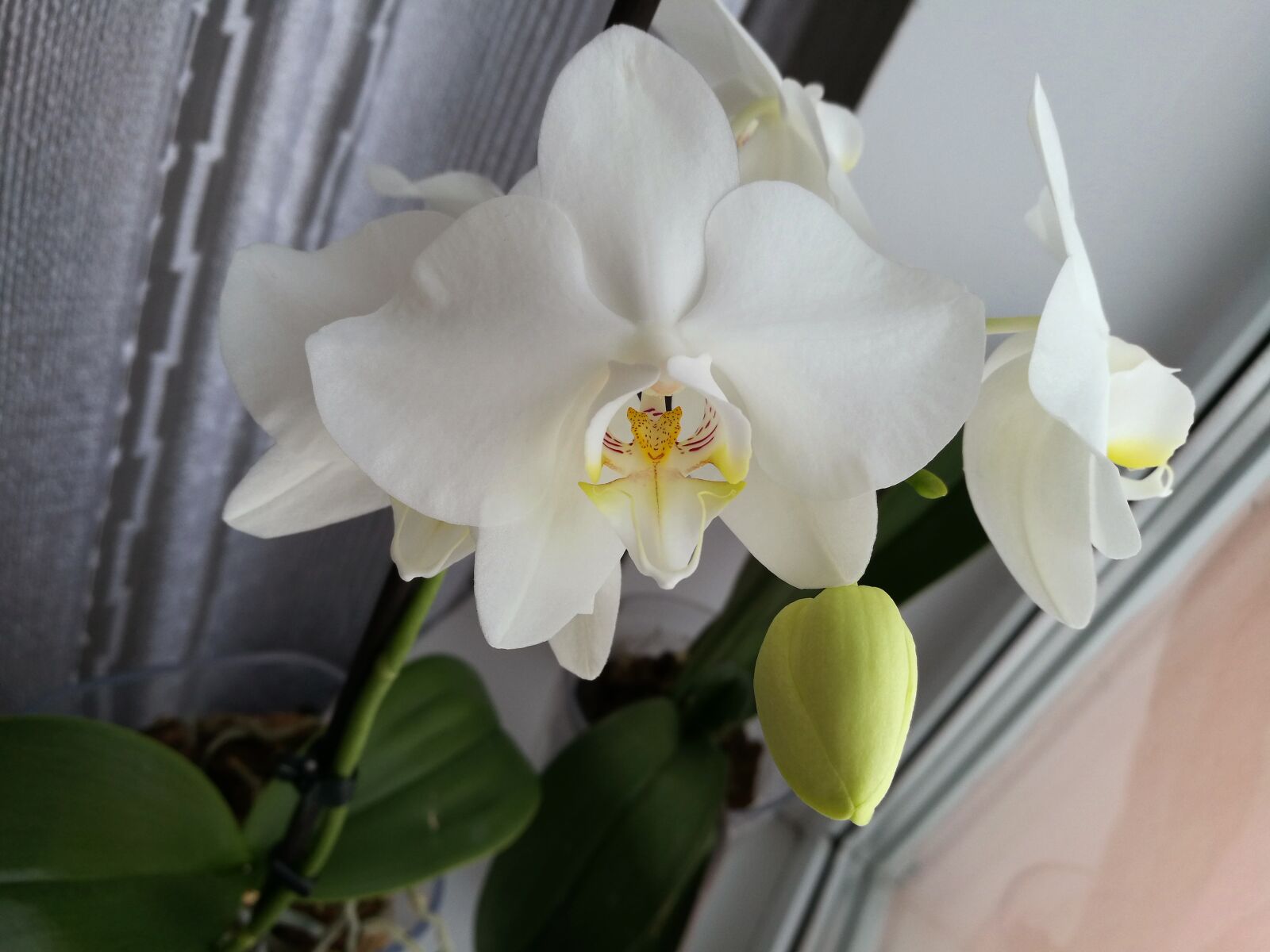 HUAWEI P9 sample photo. Orchid, white orchid, macro photography