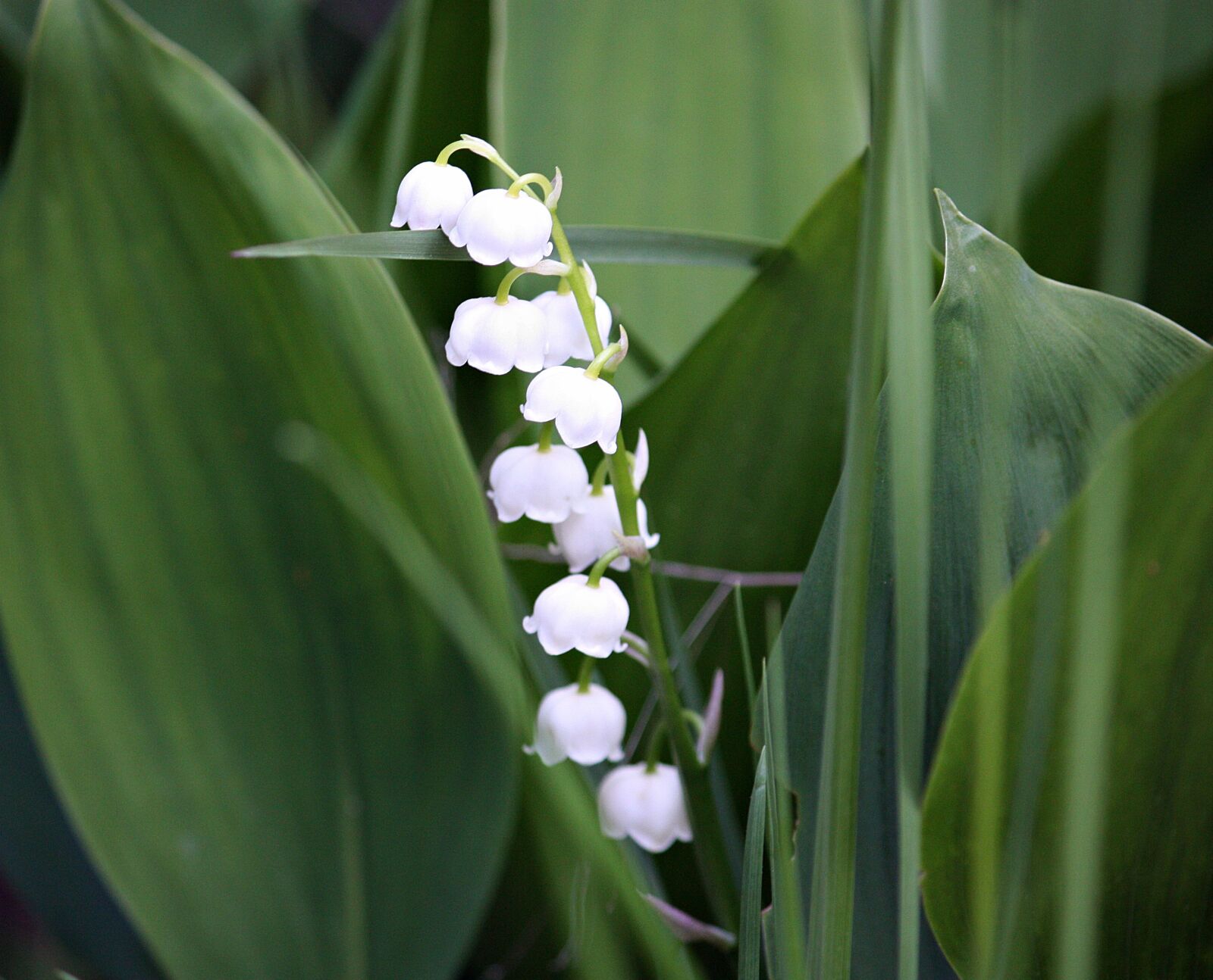 Canon EOS 450D (EOS Rebel XSi / EOS Kiss X2) sample photo. Flowers, lily of the photography
