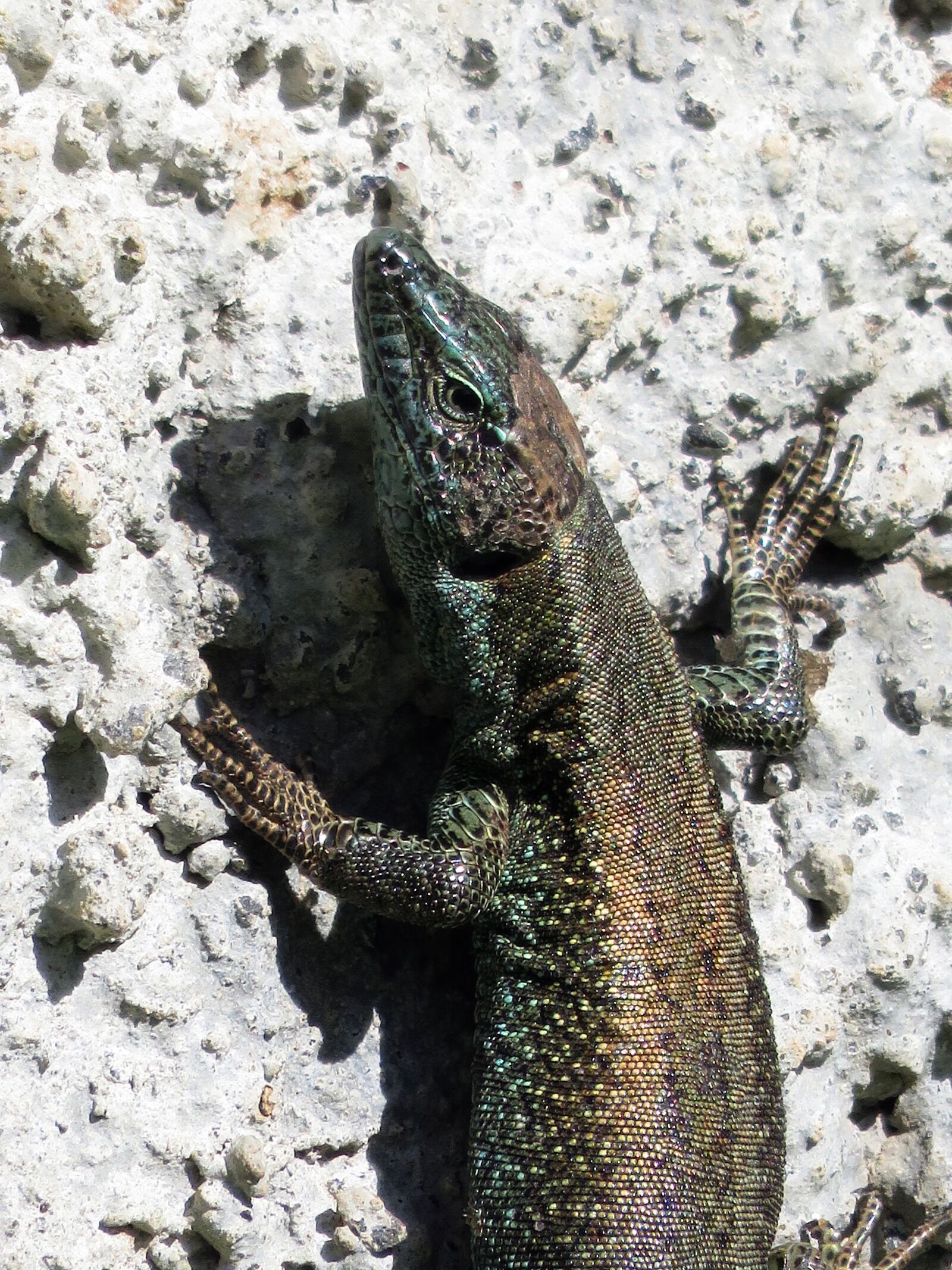 Canon PowerShot SX710 HS sample photo. Madeira, lizard, nature photography