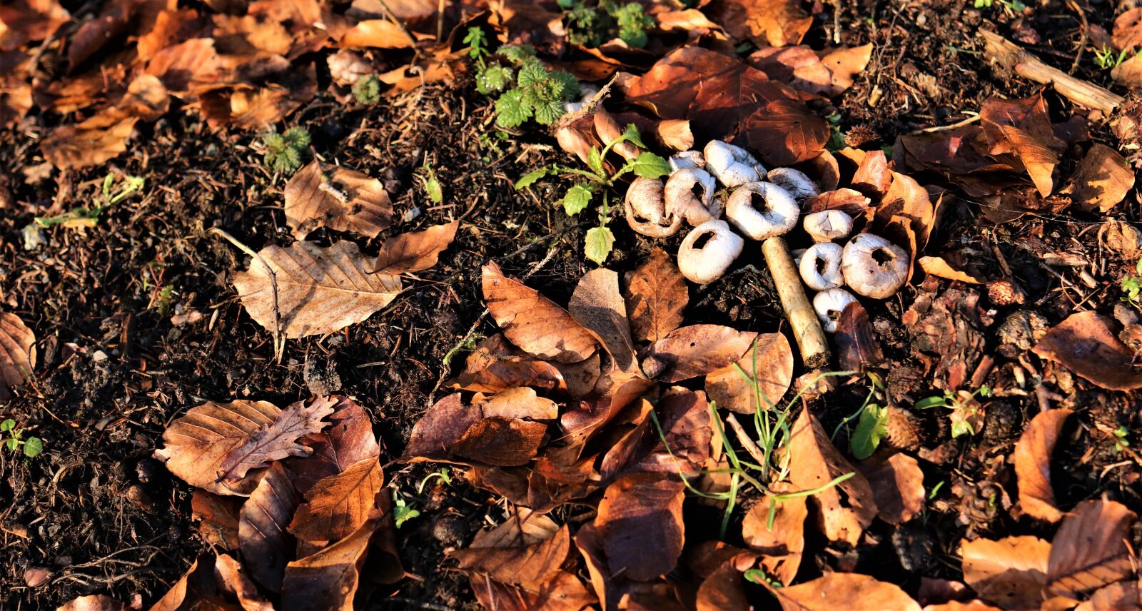 Canon EF 35mm F2 IS USM sample photo. Frozen mushrooms, leaves, cold photography