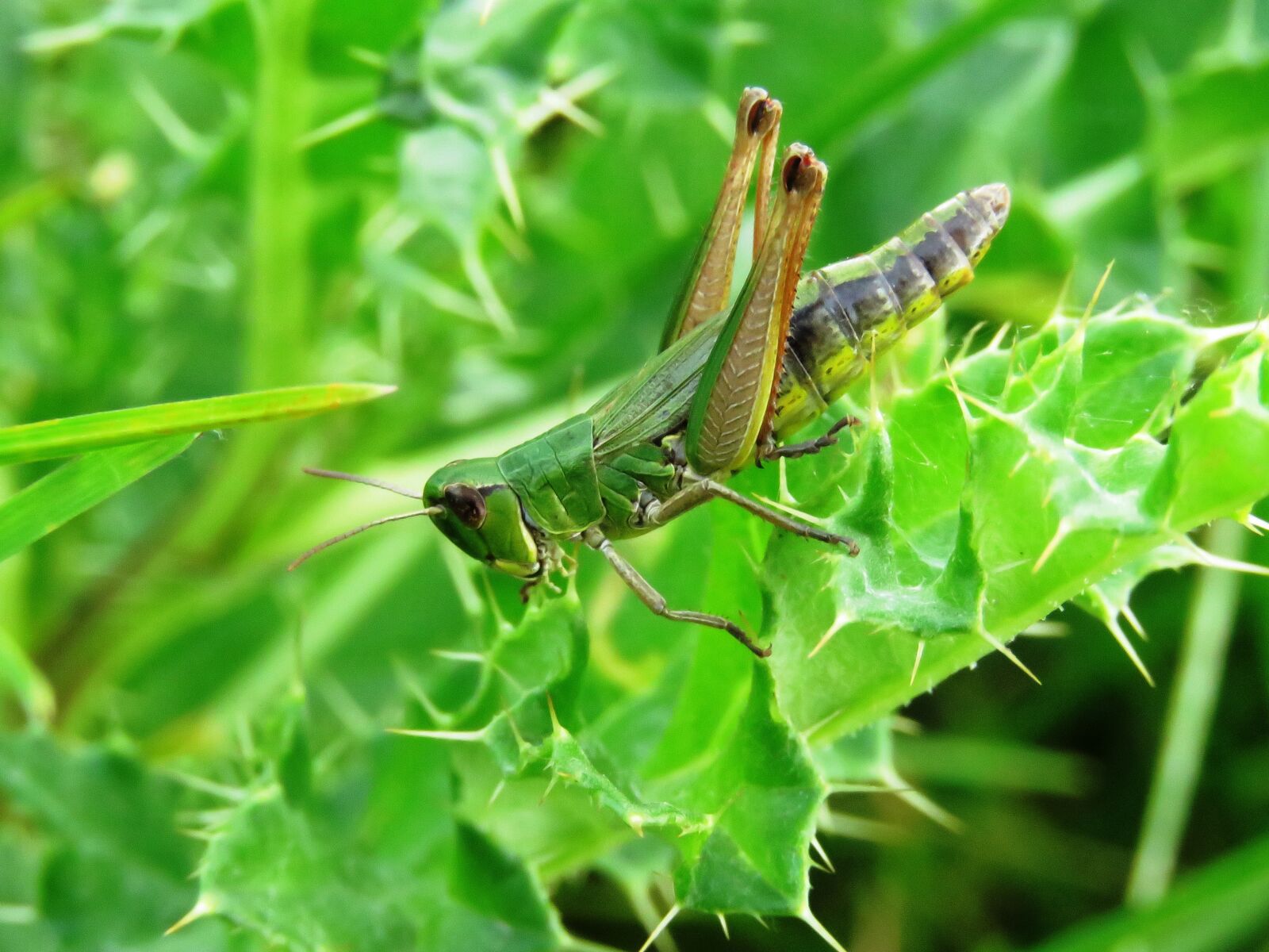 Canon PowerShot SX60 HS sample photo. Grasshopper, green, insect photography