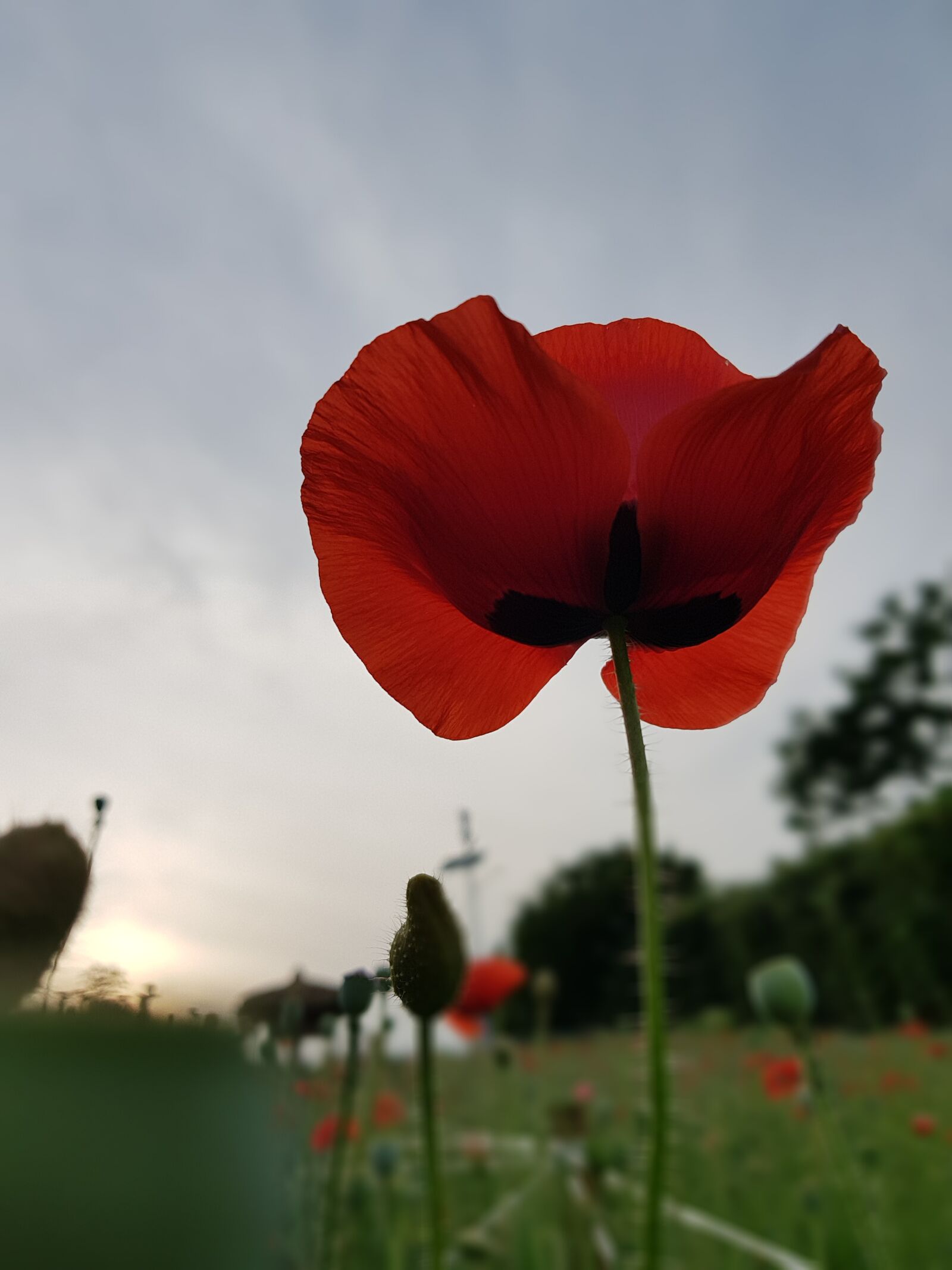 Samsung Galaxy S8 sample photo. Olympic park, wild flowers photography