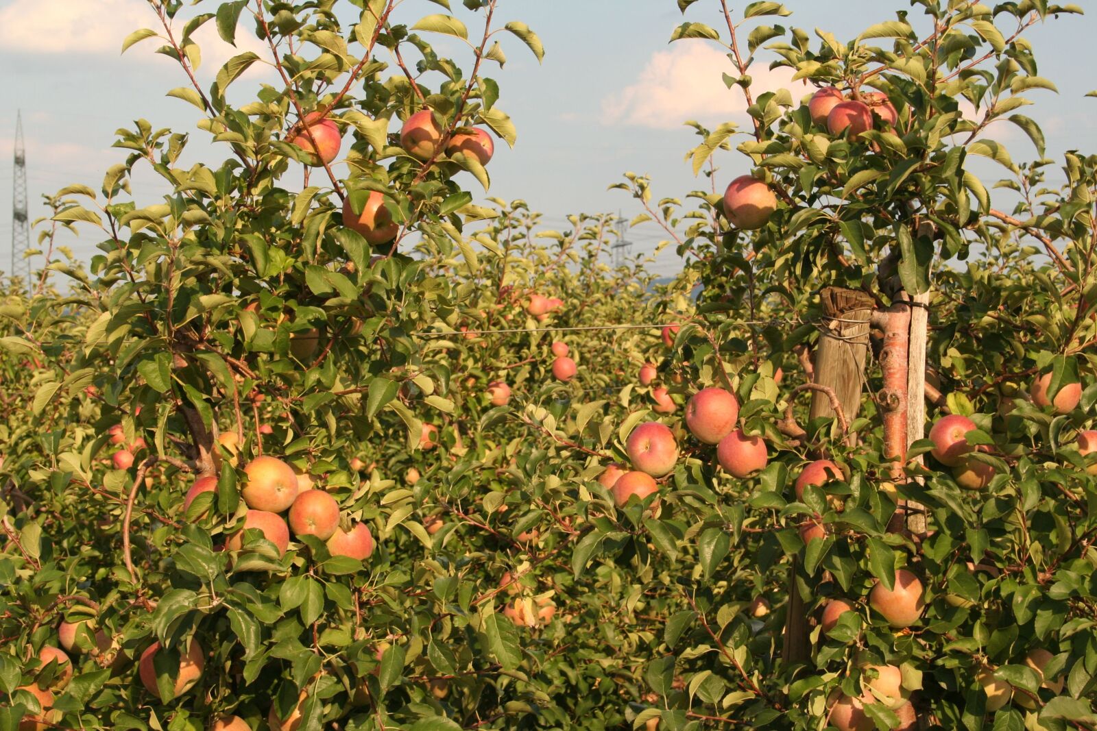 Canon EOS 350D (EOS Digital Rebel XT / EOS Kiss Digital N) sample photo. Apple, apple plantation, nature photography