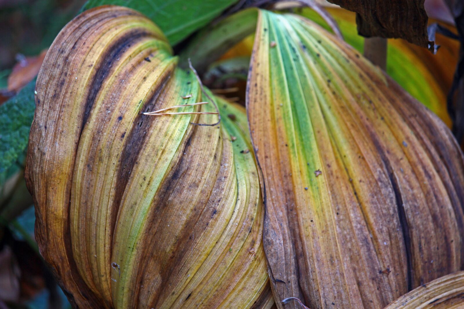 Canon EF-S 55-250mm F4-5.6 IS STM sample photo. Plantain lily, leaf perennial photography