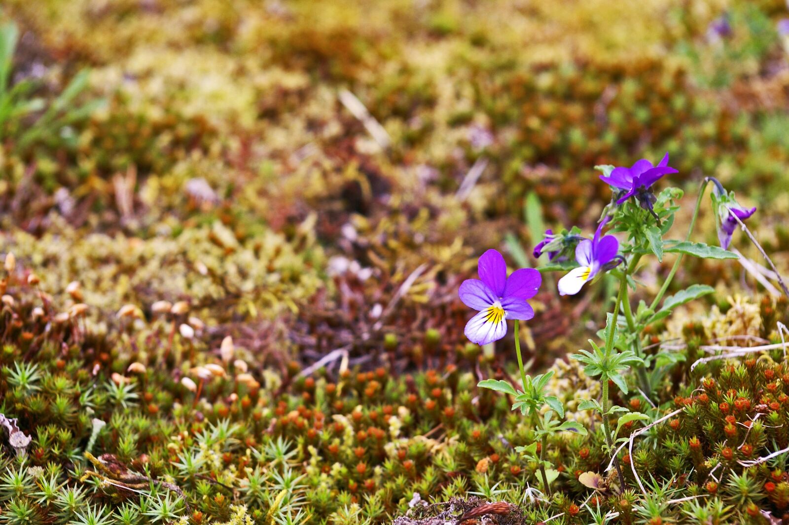 Pentax *ist DL2 sample photo. Nature, moss, green photography