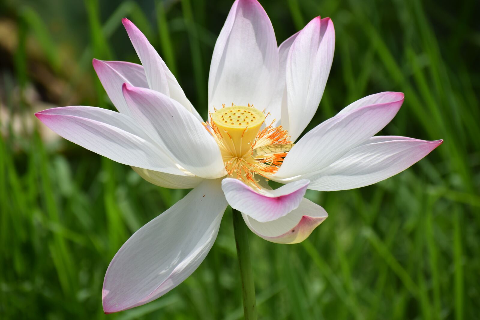 Nikon D3300 sample photo. Lotus, flower, pond photography