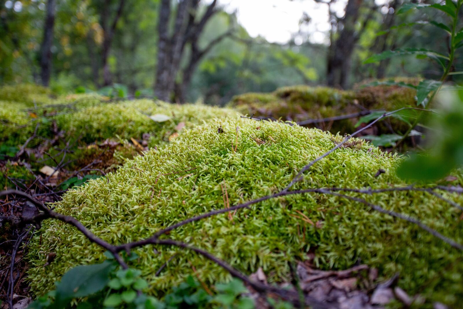 Canon EF 17-40mm F4L USM sample photo. Moss, stones, nature photography