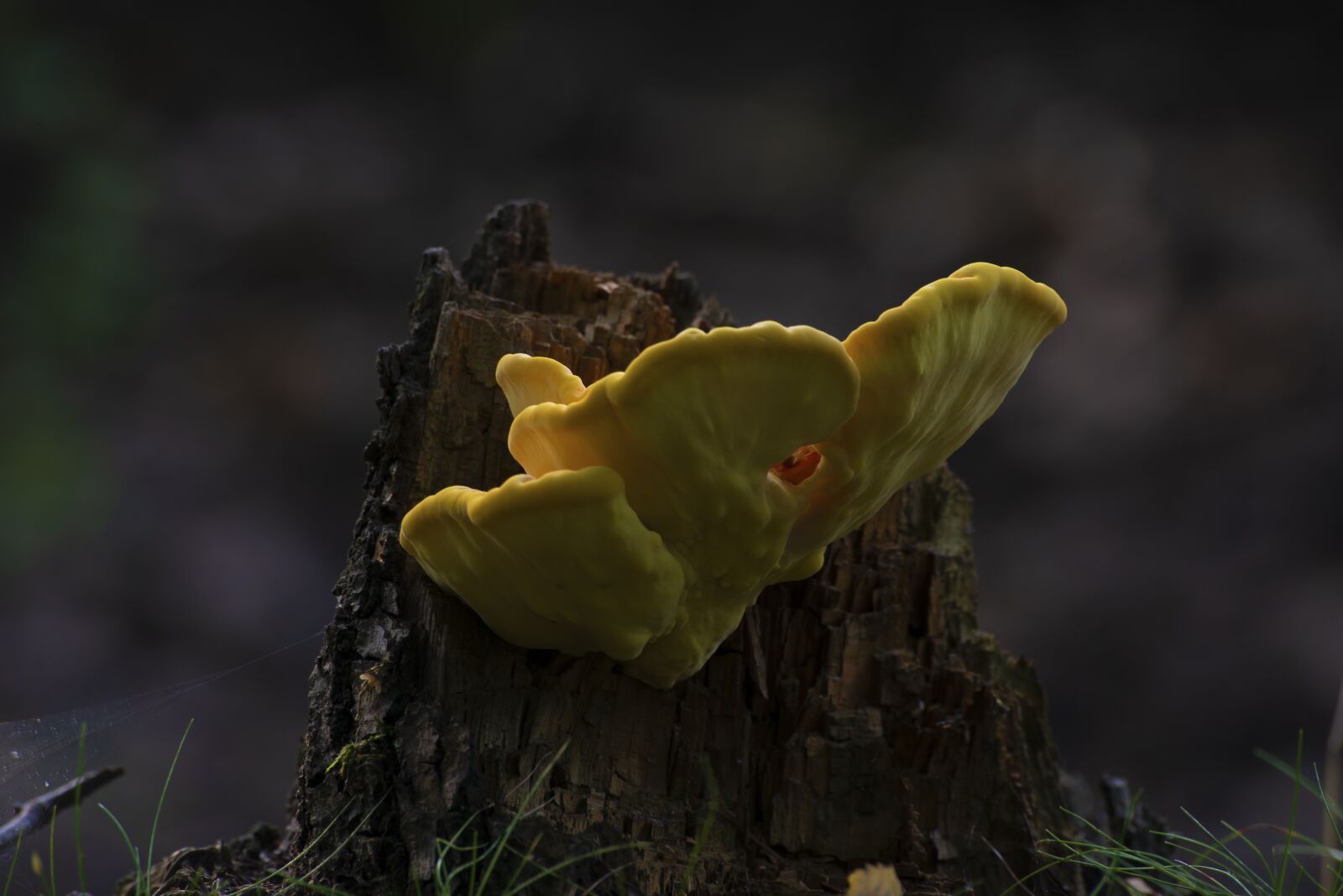Nikon D610 sample photo. Mushroom, hub, forest photography