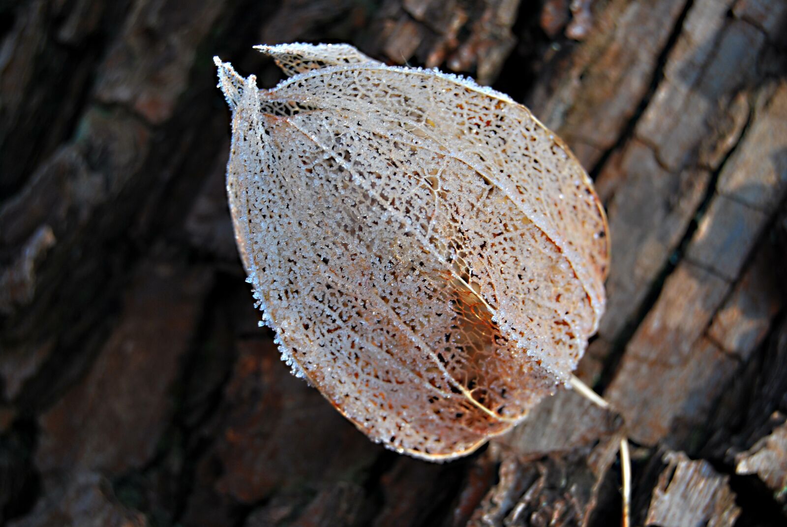 Nikon D60 sample photo. Nature, fruit, tomatillo photography