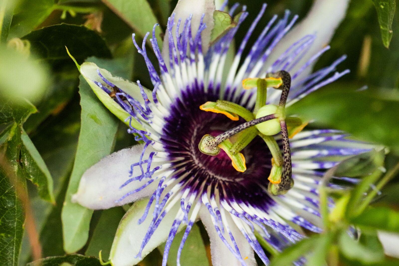 Canon EOS 800D (EOS Rebel T7i / EOS Kiss X9i) sample photo. Passionflower, flowers, purple photography