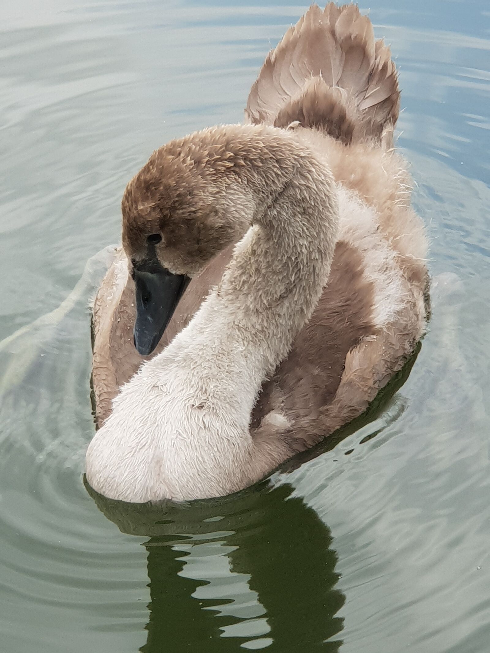 Samsung Galaxy S9+ sample photo. Animal children, swan, water photography