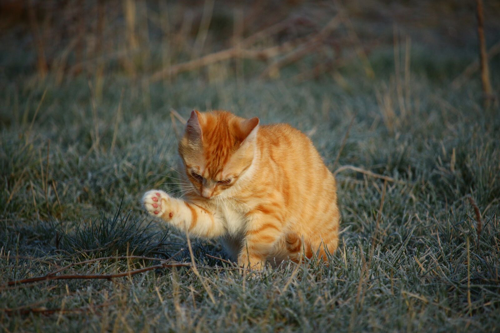 Canon EOS 100D (EOS Rebel SL1 / EOS Kiss X7) sample photo. Cat, kitten, red mackerel photography