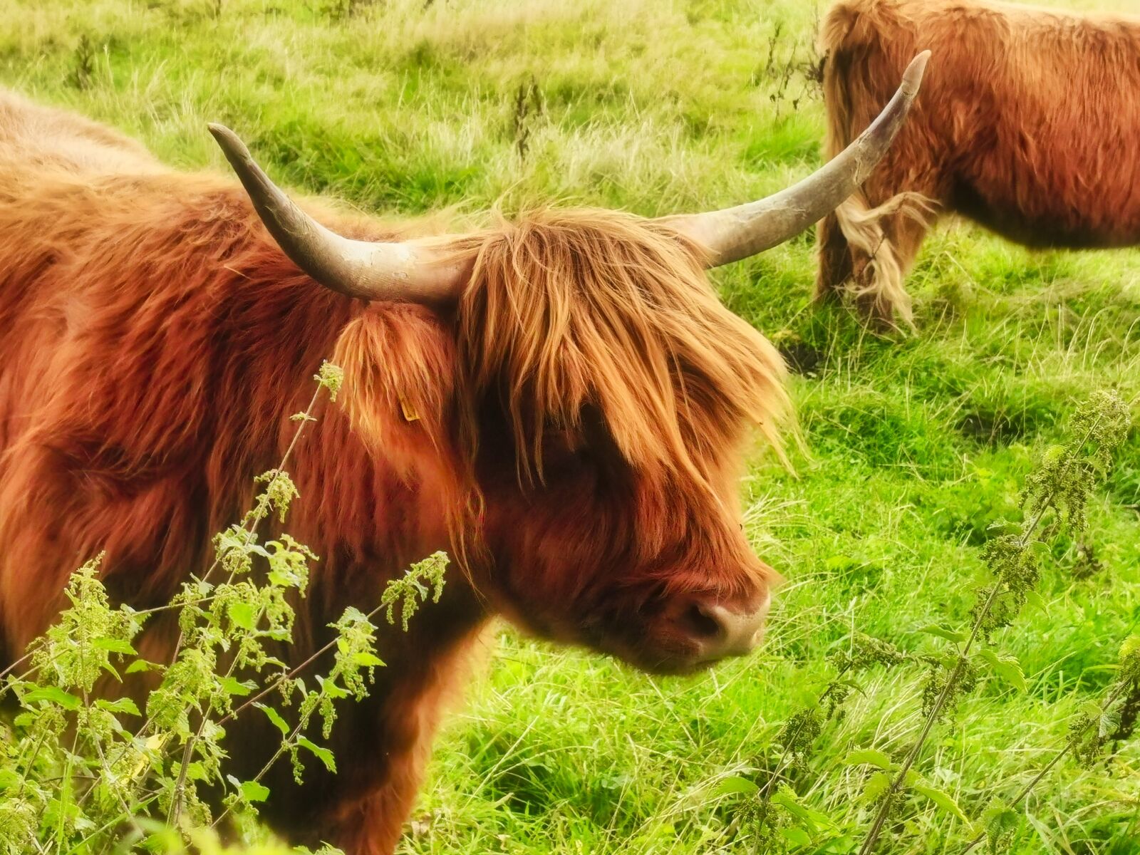 HUAWEI VOG-L29 sample photo. Highland, highland beef, beef photography