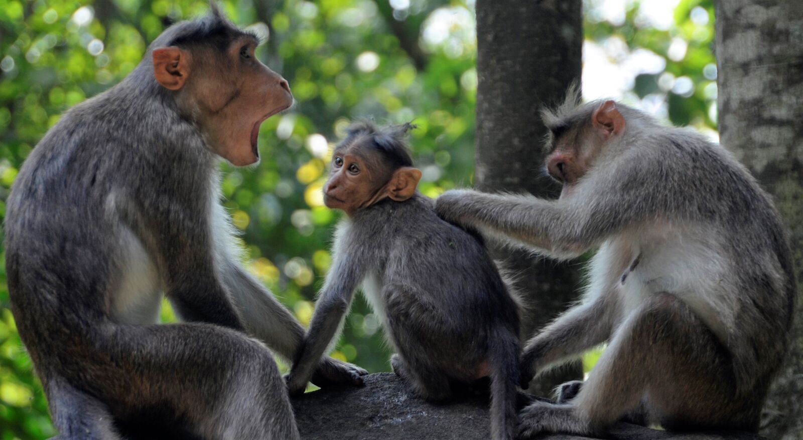 Nikon D5100 sample photo. Monkey, family, wildlife photography