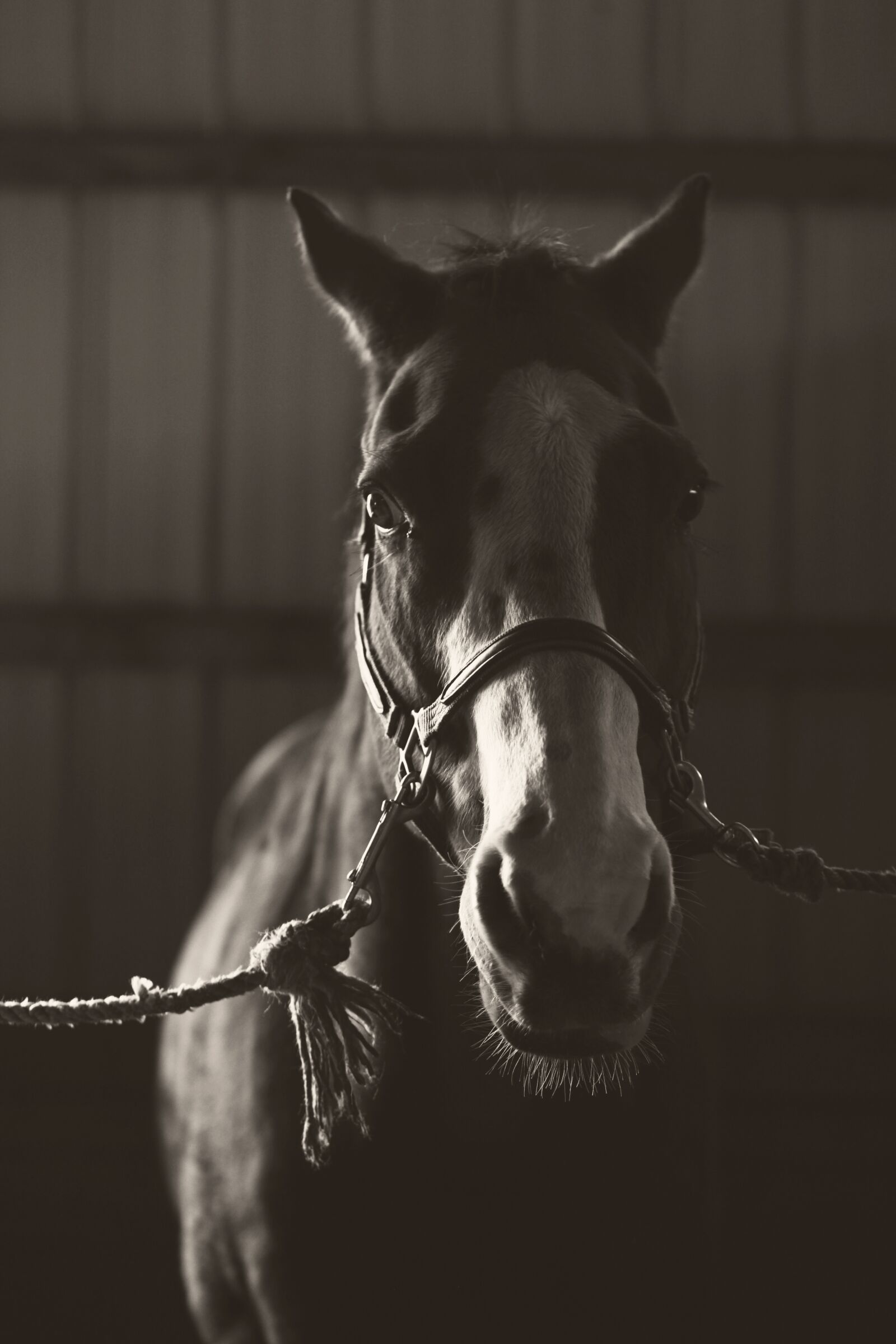 Canon EOS 5D Mark II sample photo. Horse, pony, animal photography