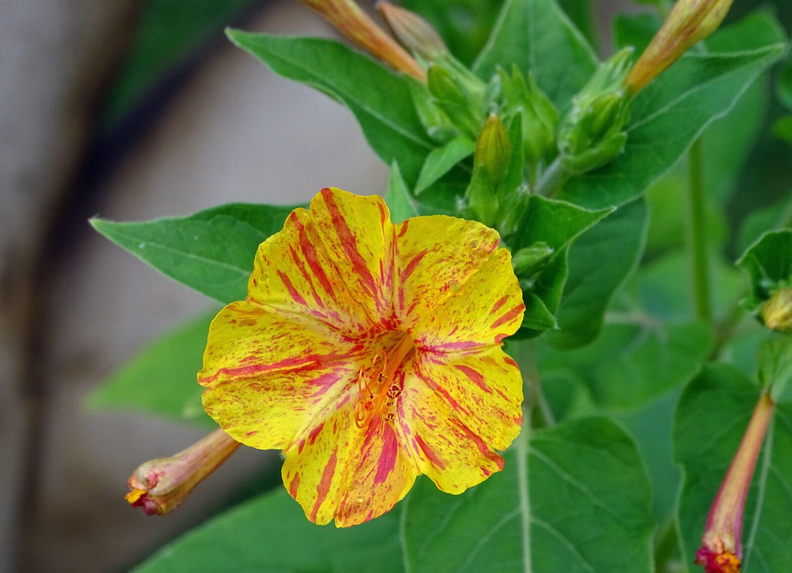 Sony Cyber-shot DSC-HX400V sample photo. Sand, mirabilis jalapa, yellow photography
