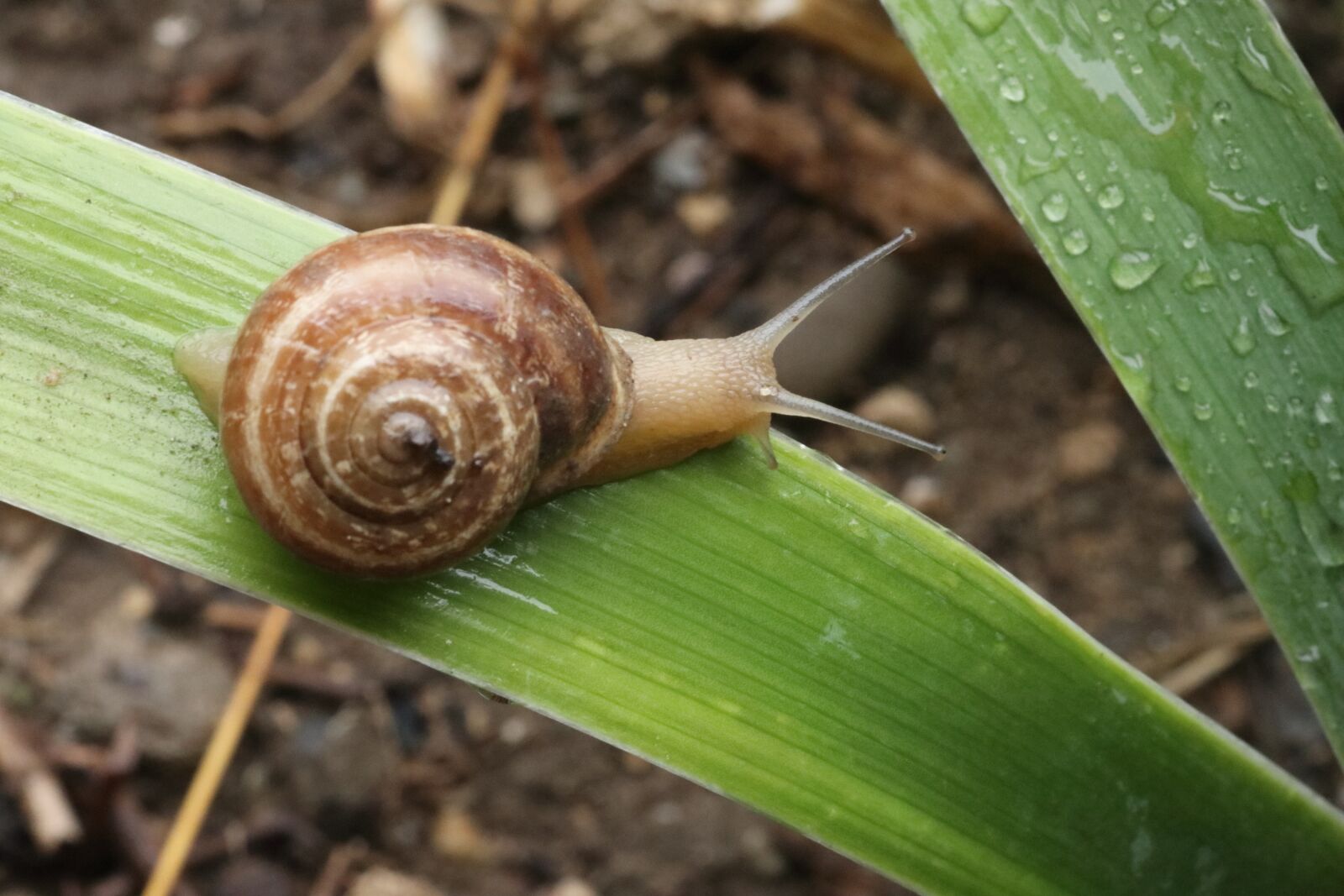 Tamron SP 90mm F2.8 Di VC USD 1:1 Macro sample photo. Snail, rain, sheet photography