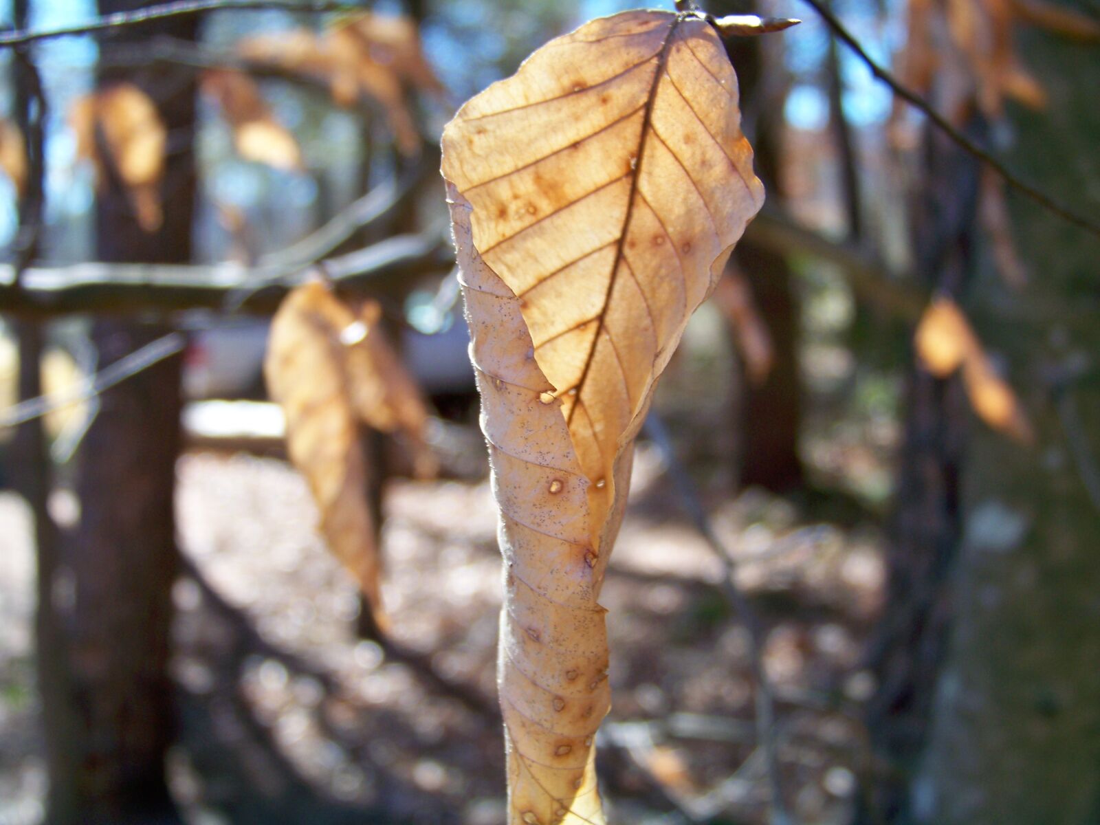 Kodak EASYSHARE Z1012 IS DIGITAL CAMERA sample photo. Fall, fall, leaf, foliage photography