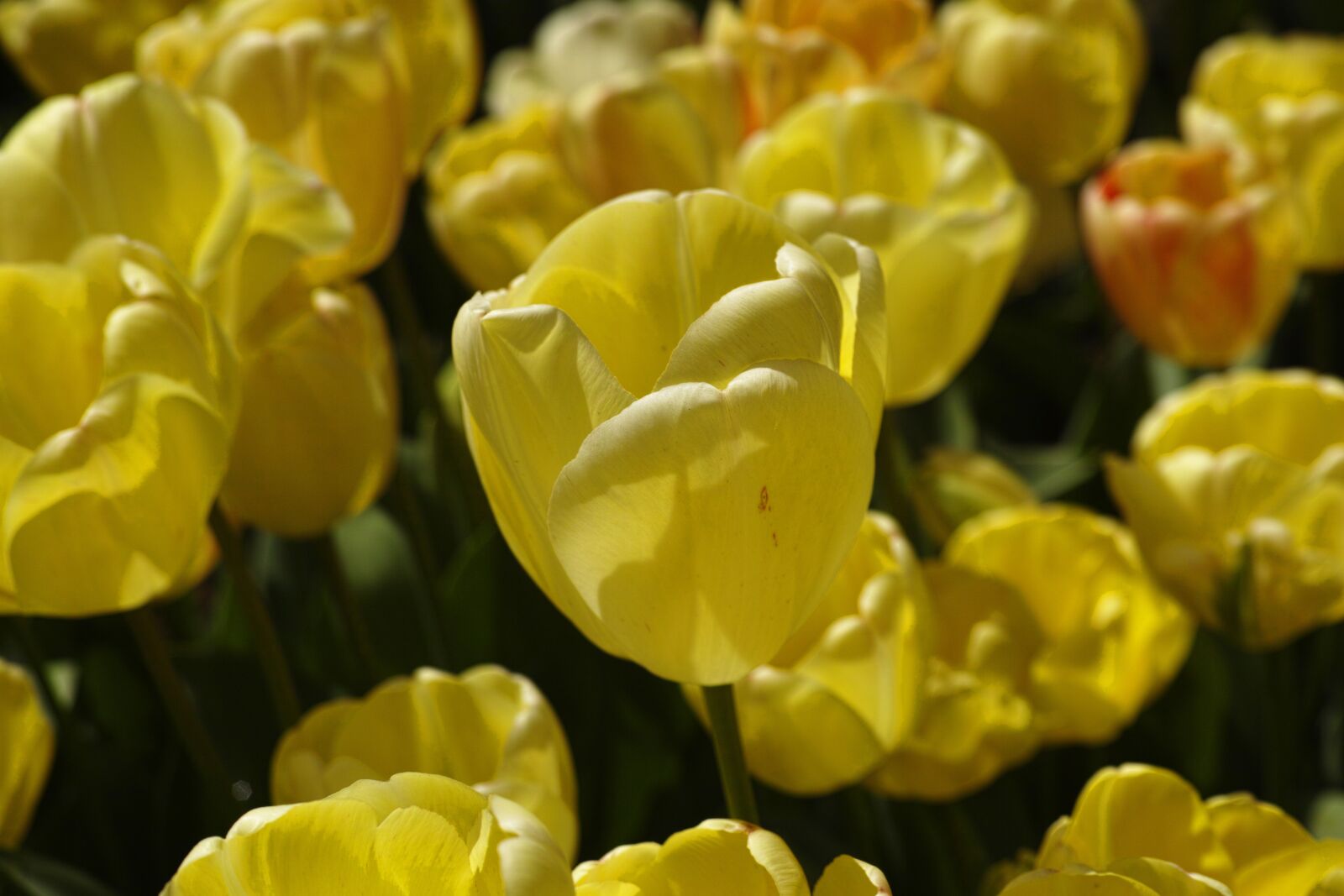 Sigma DP3 Merrill sample photo. Tulips, flower, detail photography