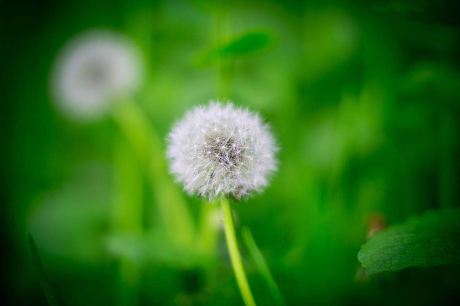 Nikon D3200 sample photo. Nature, background, green photography