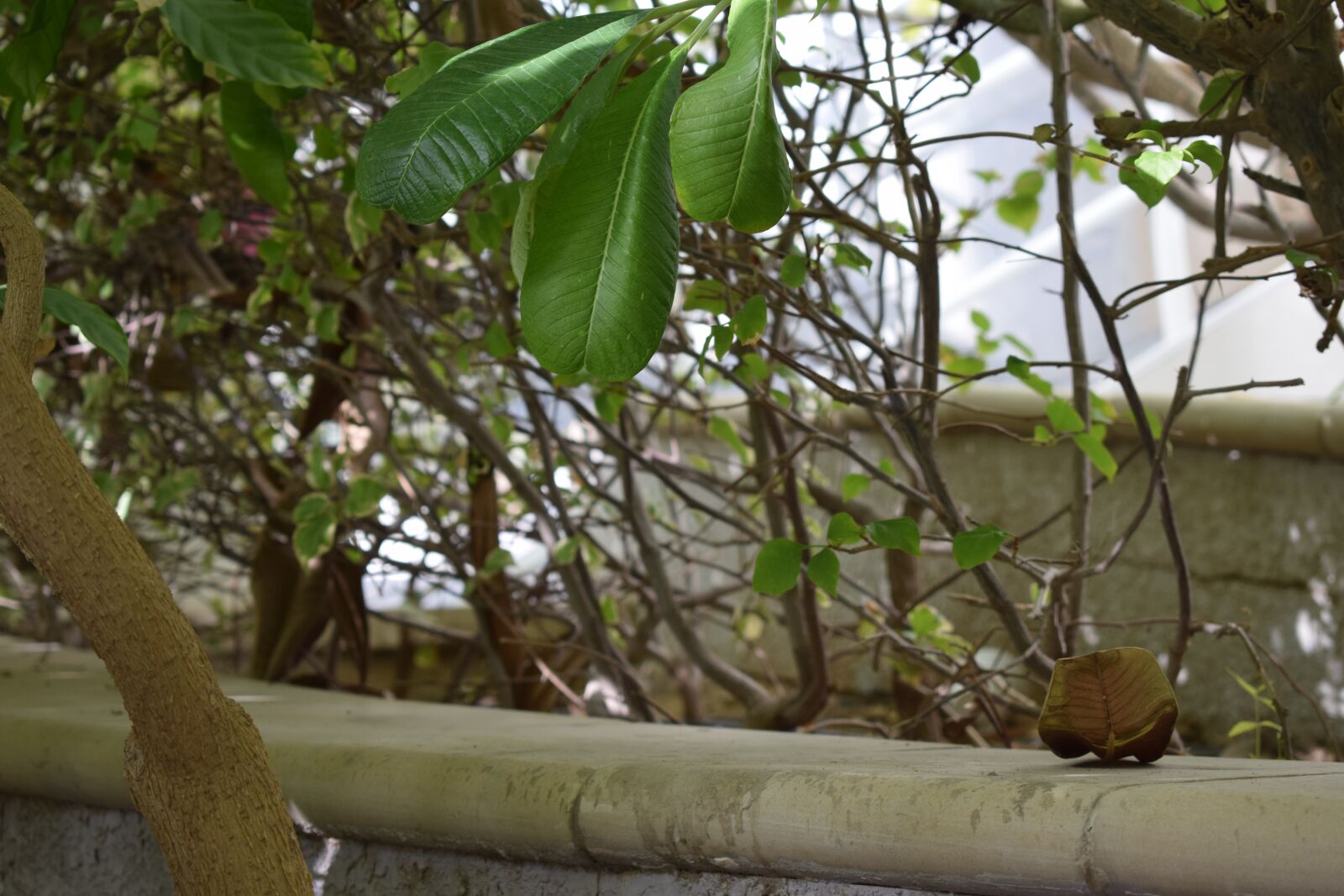 Nikon D5300 sample photo. Leaf, green, leaves photography