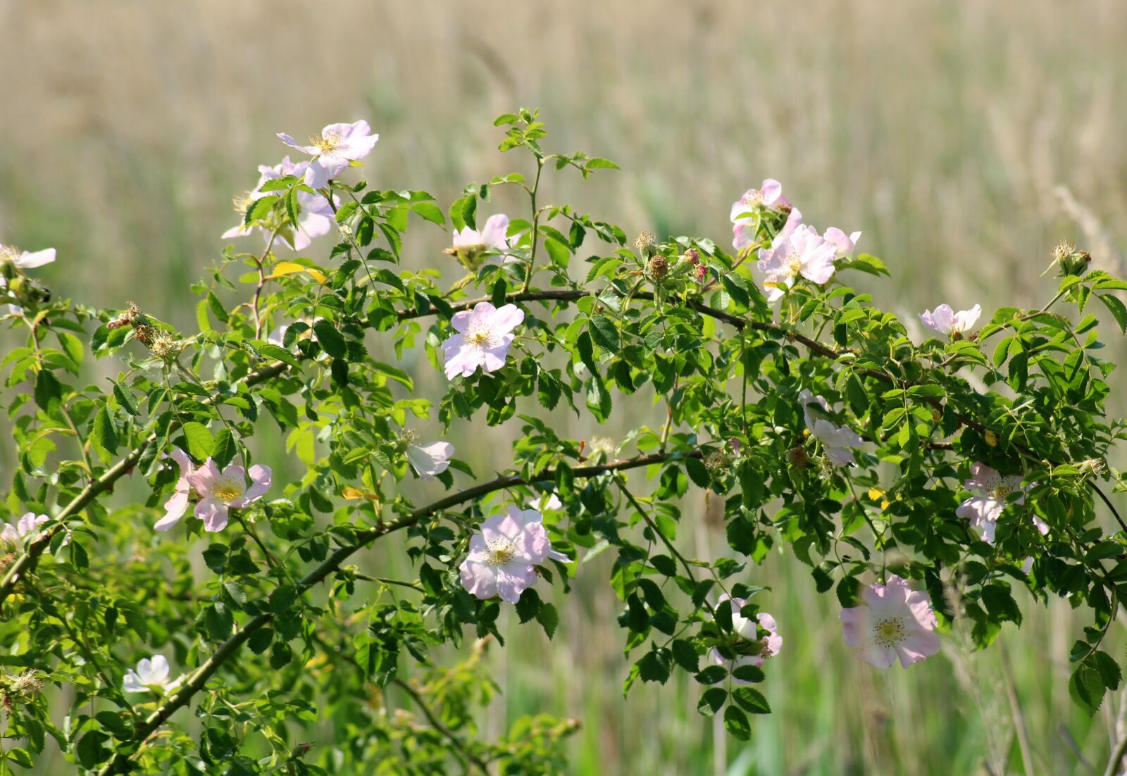 Canon EOS 1200D (EOS Rebel T5 / EOS Kiss X70 / EOS Hi) sample photo. Wild rose, bush, rose photography