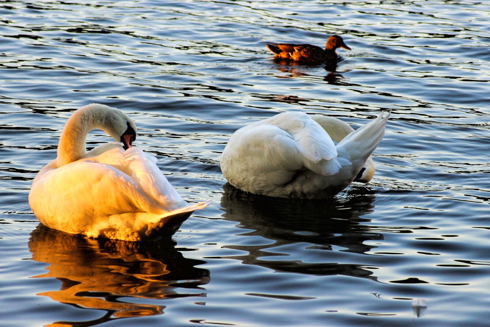 Canon EOS 600D (Rebel EOS T3i / EOS Kiss X5) sample photo. Swan, swans, evening sun photography
