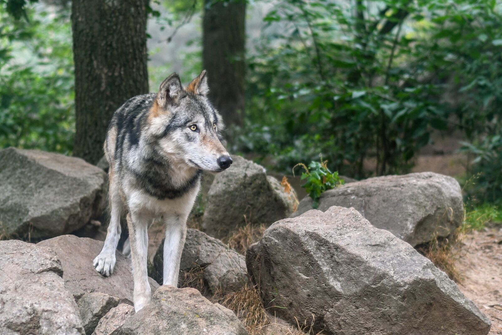 Nikon D500 sample photo. Wolf, predator, wild animal photography