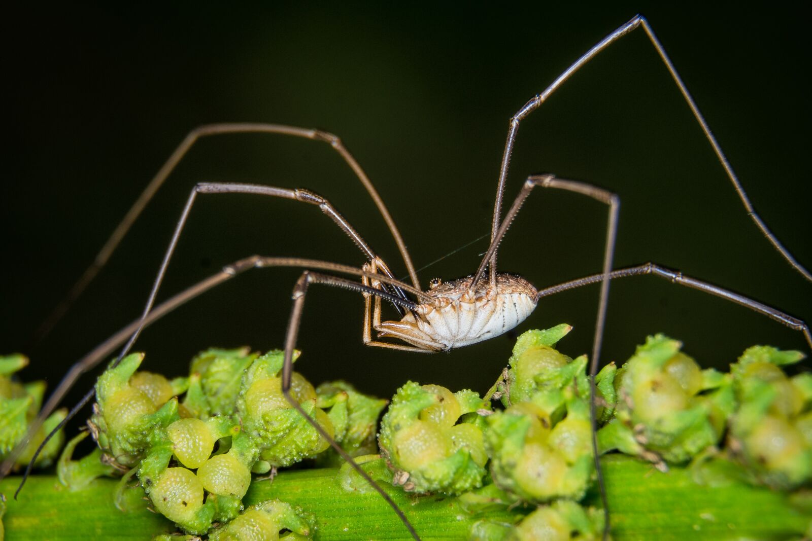 Nikon D7200 sample photo. Spider, macro, weber servant photography