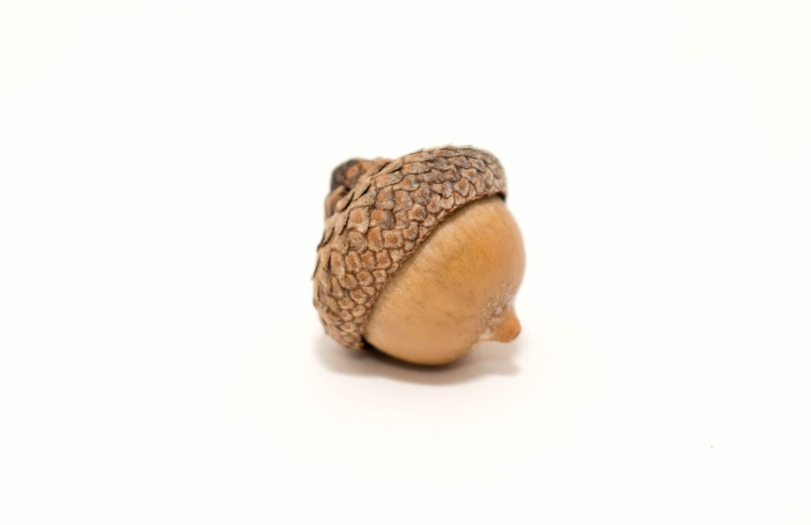 Canon EOS 700D (EOS Rebel T5i / EOS Kiss X7i) sample photo. Nature, acorn, nut photography