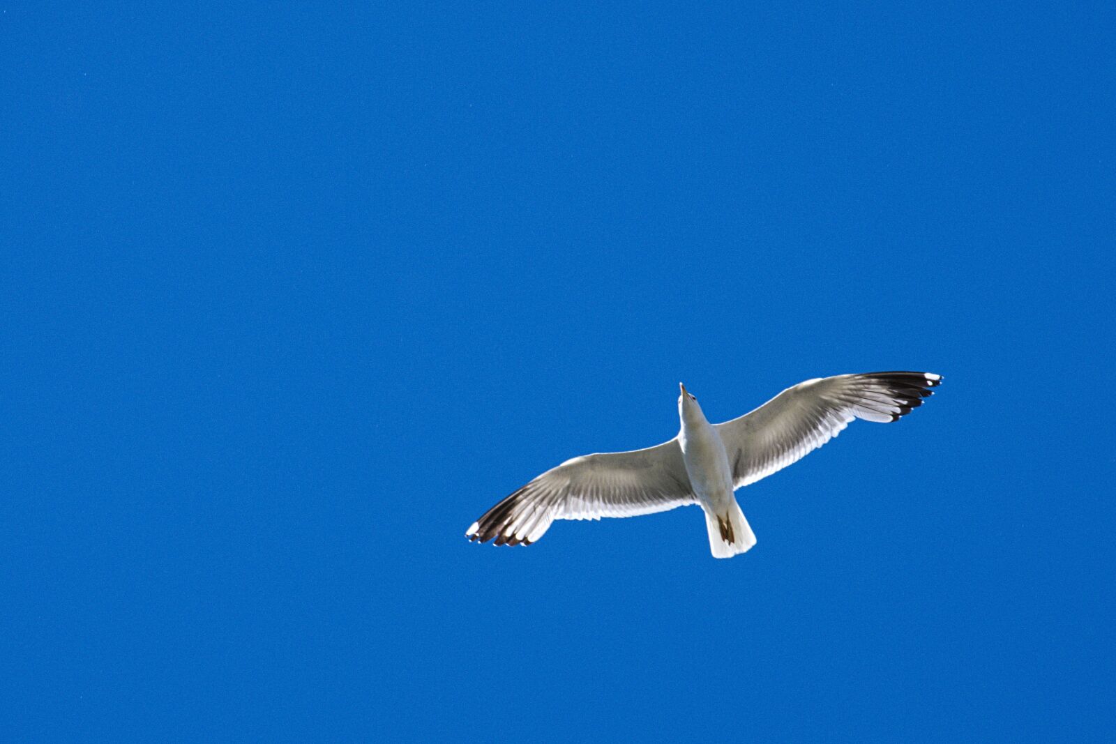 Fujifilm X-T2 sample photo. Seagull, freedom, animal photography