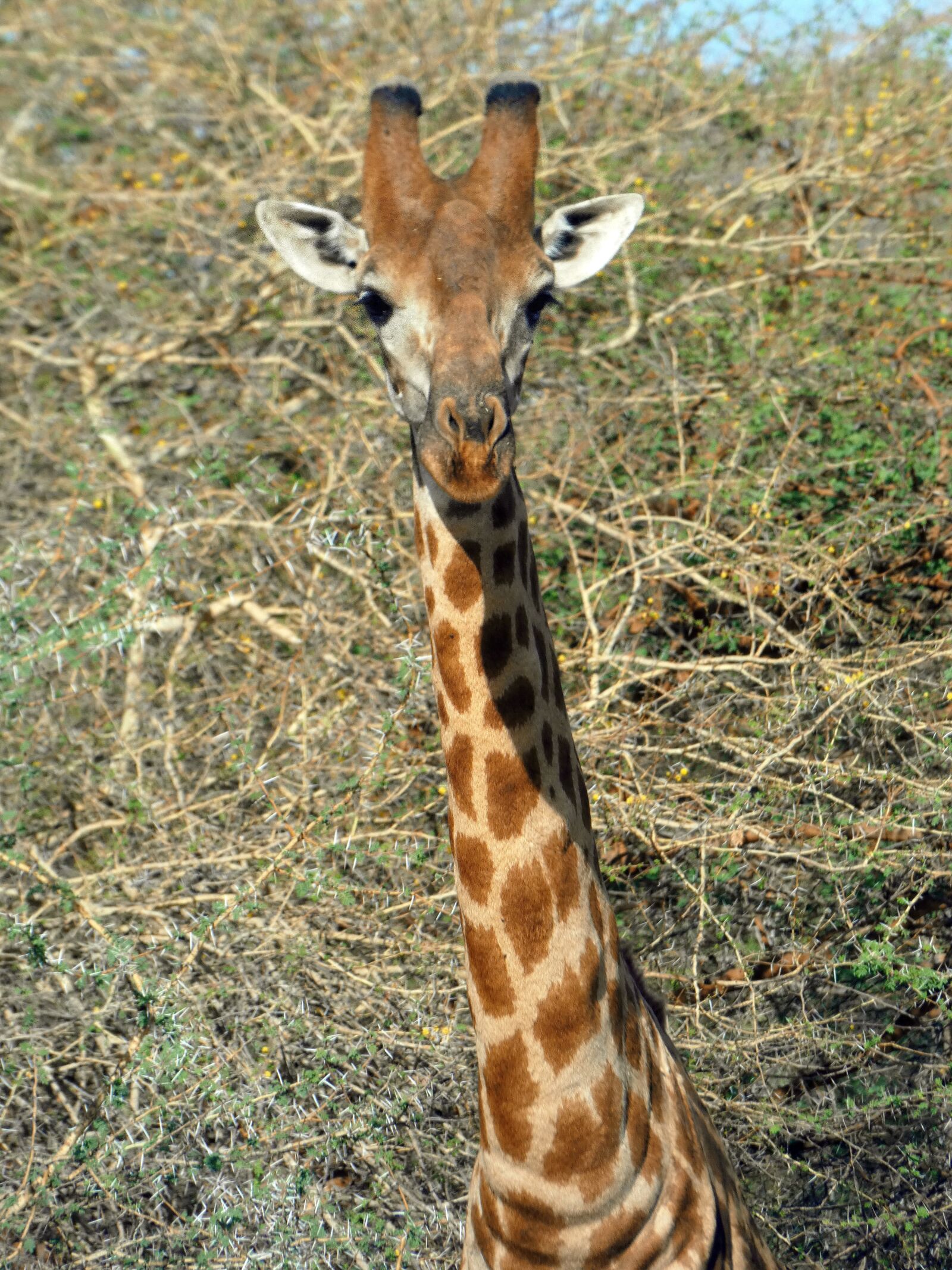 Panasonic Lumix DC-FZ80 (Lumix DC-FZ82) sample photo. S nagal, giraffe, giraffa photography