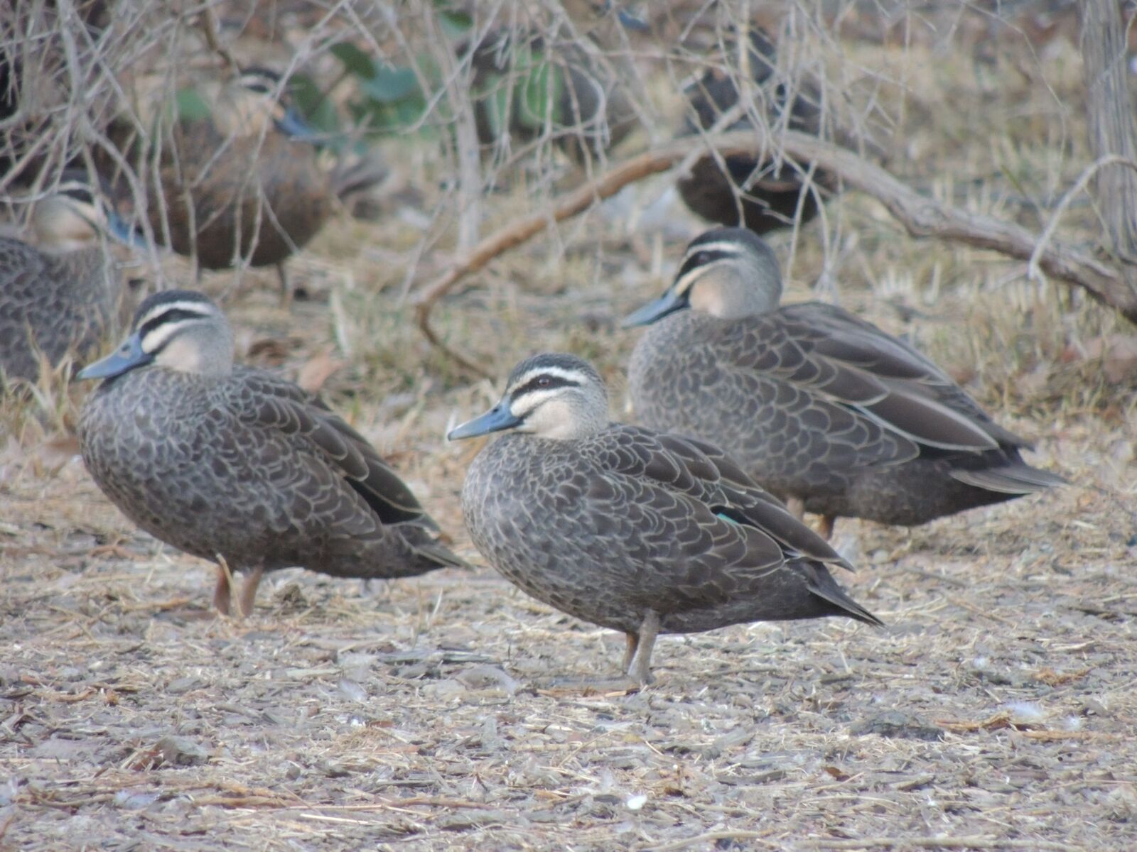 Nikon Coolpix P510 sample photo. Bird, wildlife, animal photography