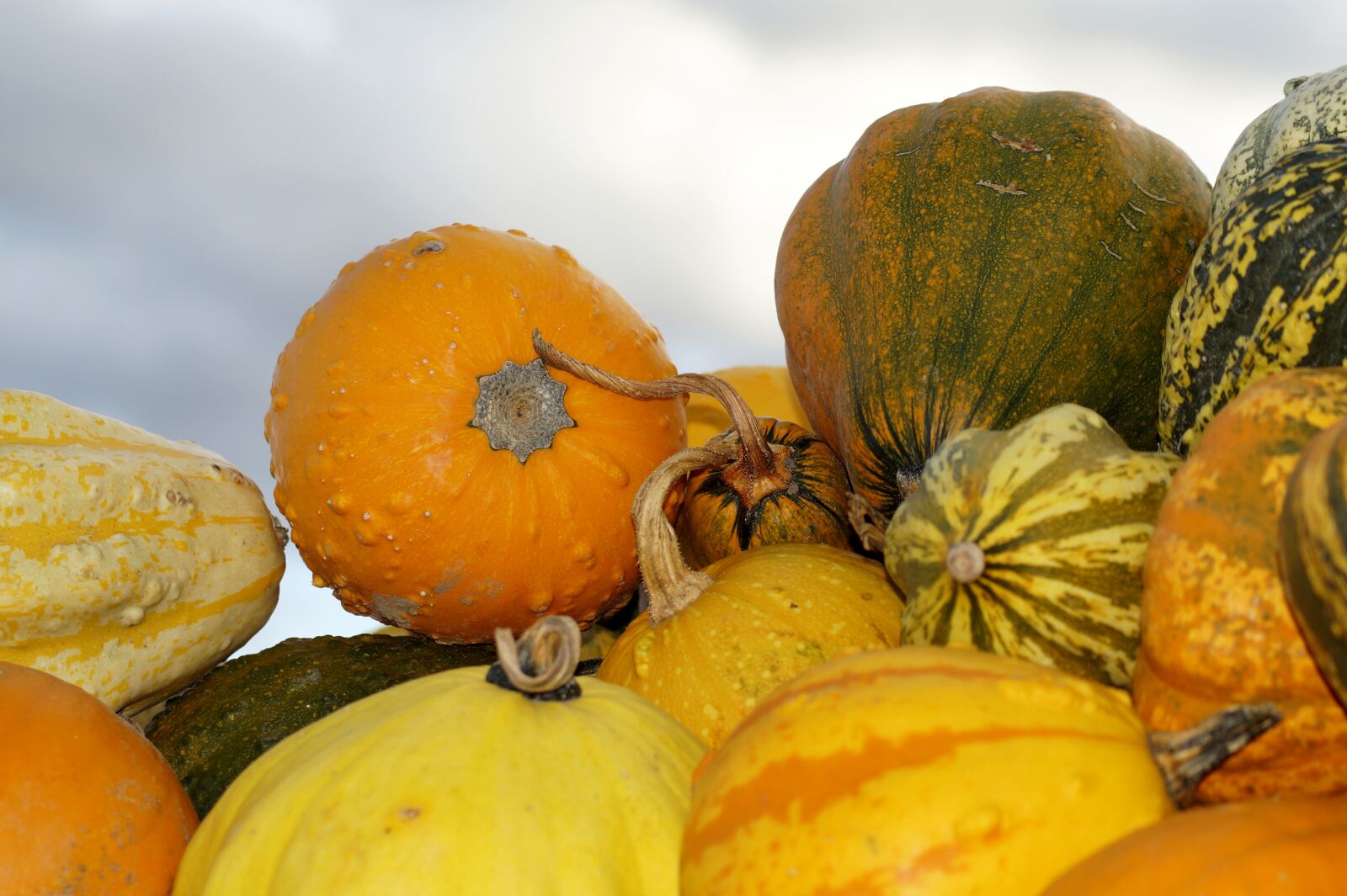 Sony SLT-A58 sample photo. Pumpkins, squash, vegetables photography