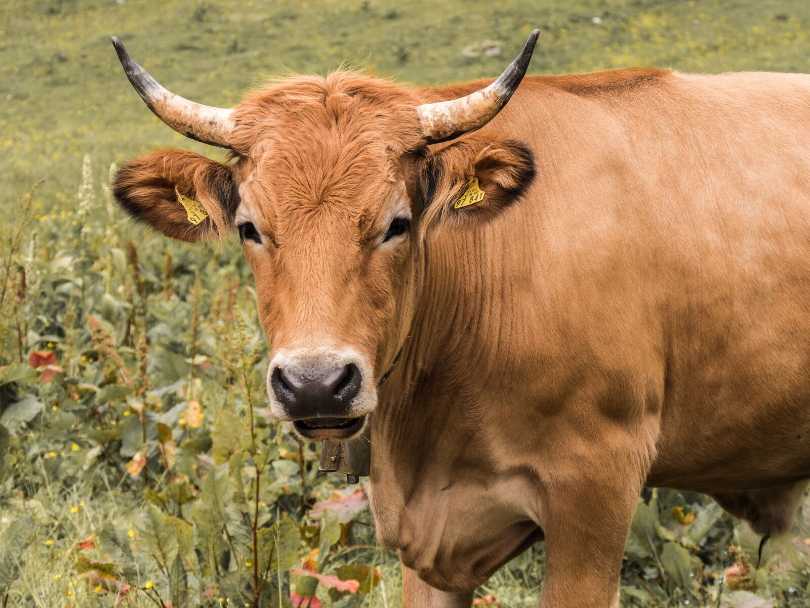 Panasonic DMC-G81 sample photo. Beef, livestock, agriculture photography