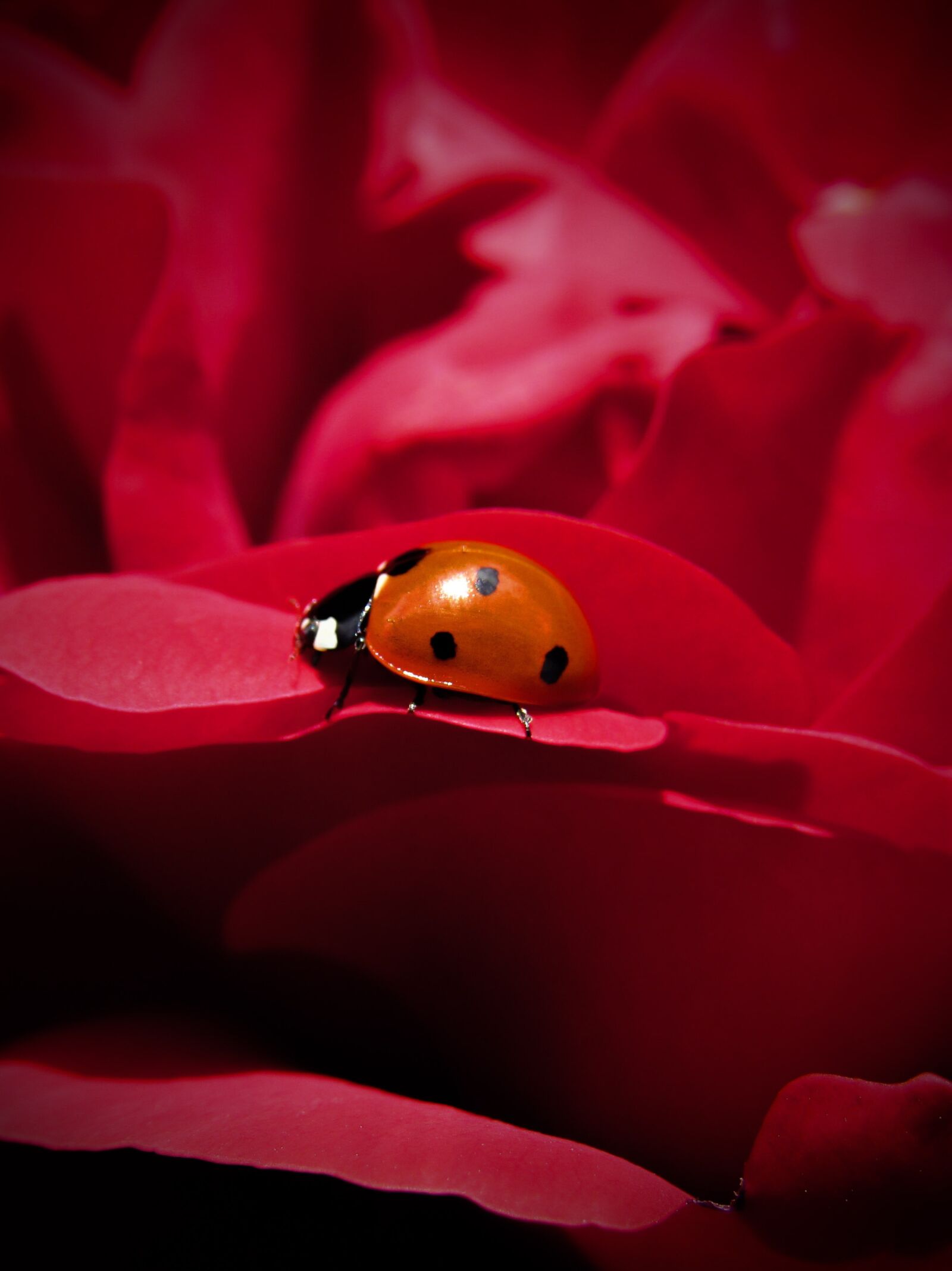 Canon PowerShot SX530 HS sample photo. Ladybug, bug, network photography