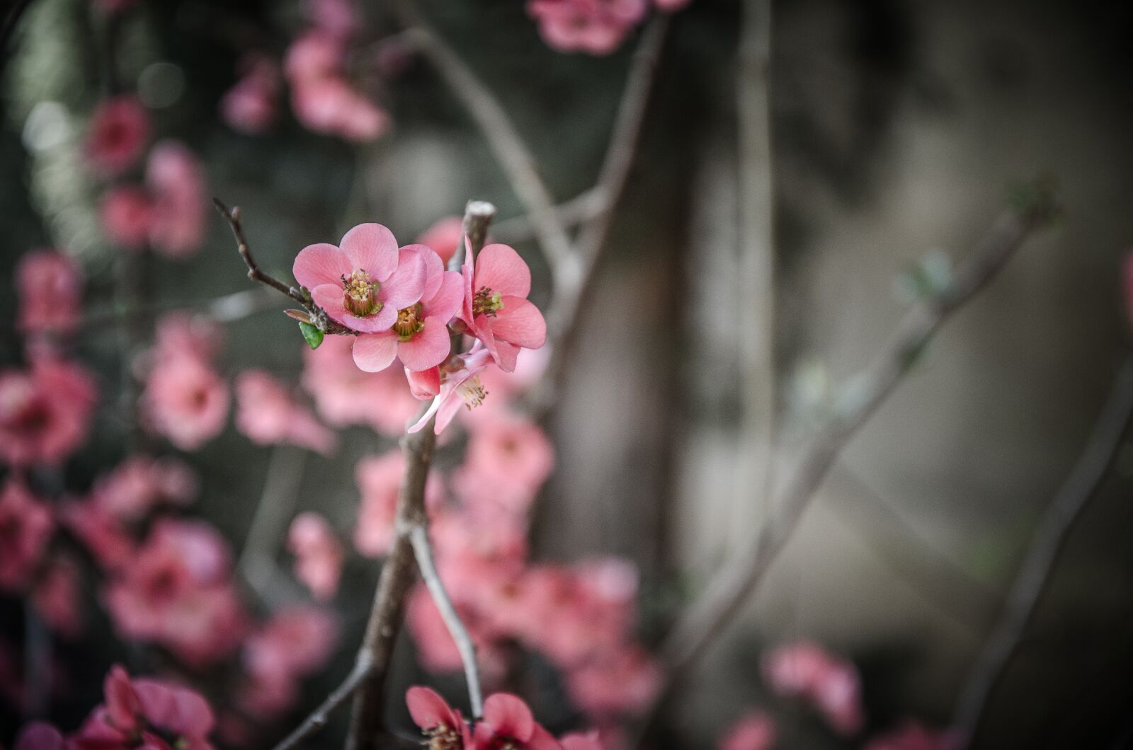 Nikon D5100 sample photo. Flower, spring, flowers photography
