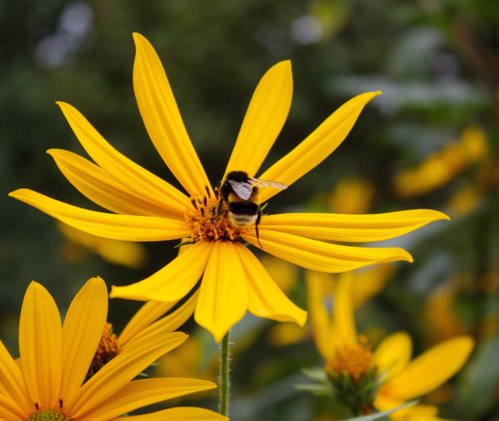 Canon EOS 550D (EOS Rebel T2i / EOS Kiss X4) sample photo. Bee, honeybee, bee on photography