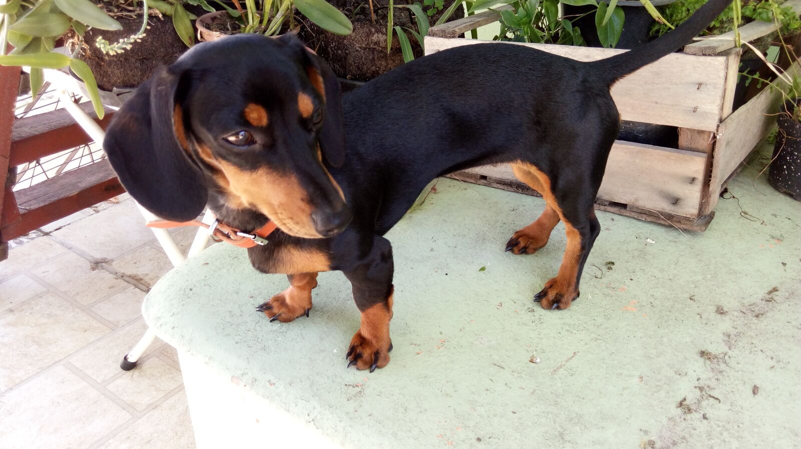 LG K430TV sample photo. Animal, dog, puppy photography