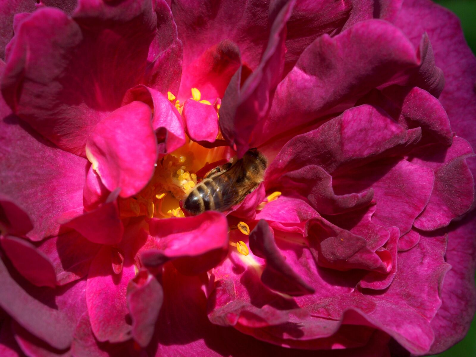 Olympus E-520 (EVOLT E-520) sample photo. Flower, nature, flora photography