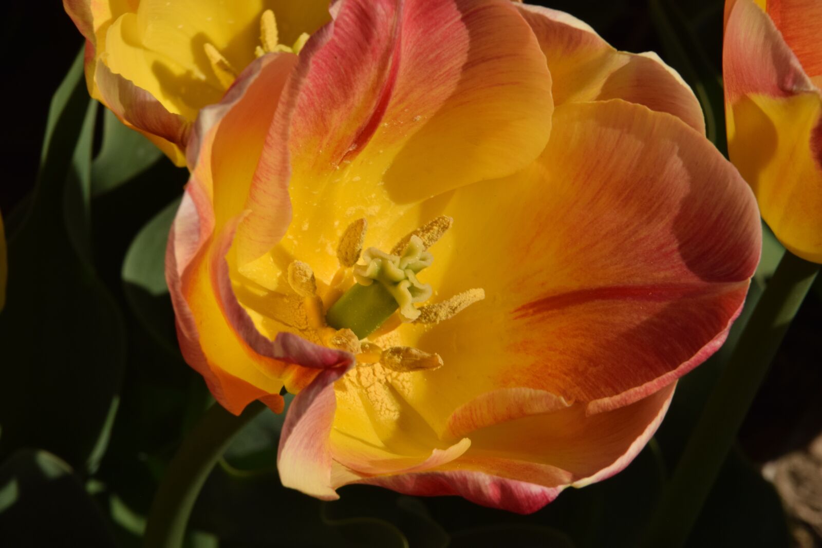 Nikon D3300 sample photo. Tulip, yellow, red photography