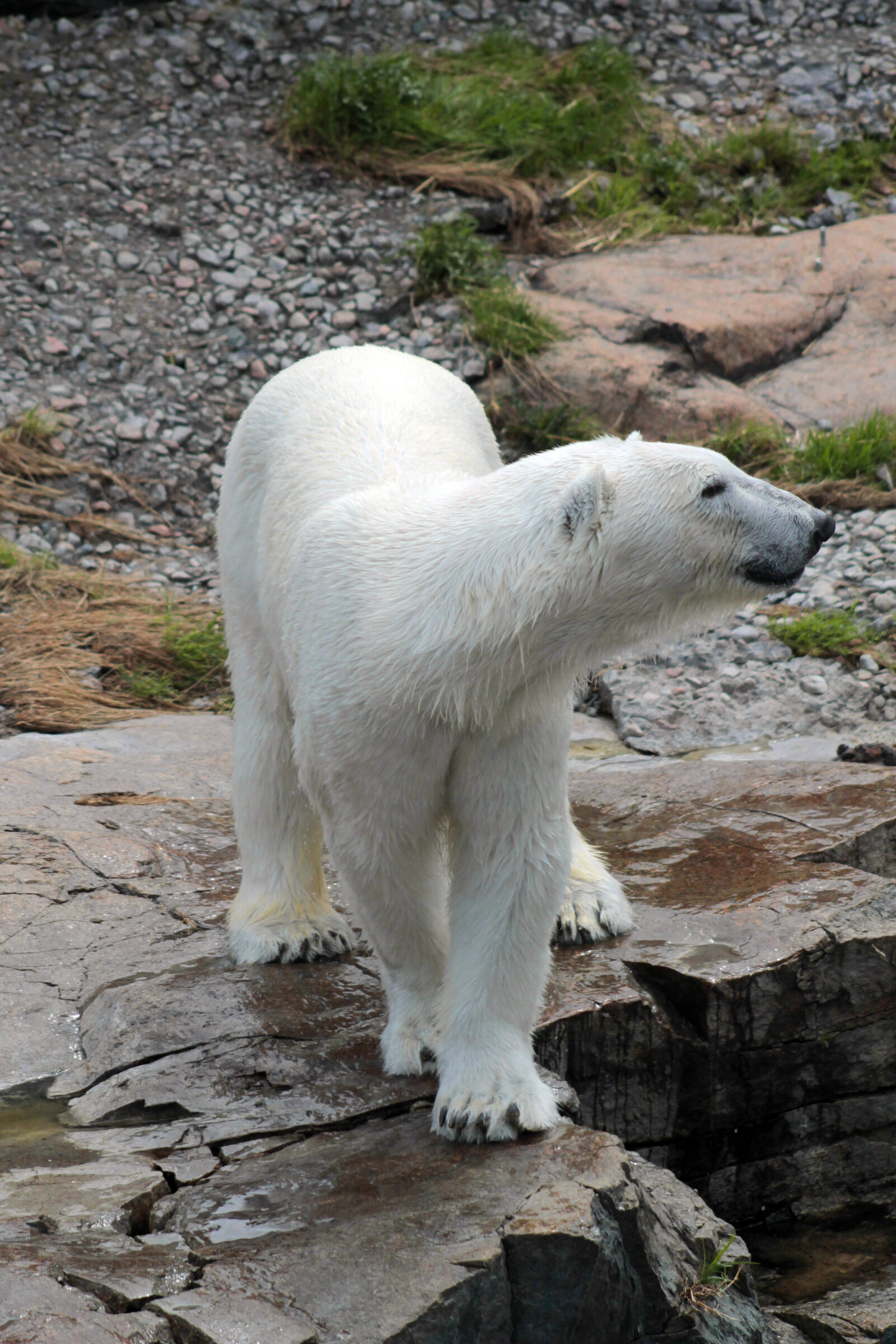 Canon EOS 1100D (EOS Rebel T3 / EOS Kiss X50) + Canon EF 75-300mm f/4-5.6 USM sample photo. Bear, polar, bear, white photography